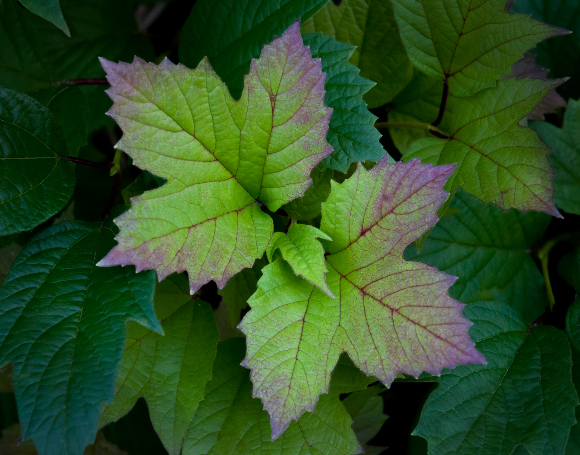 Leaves with Red Edges