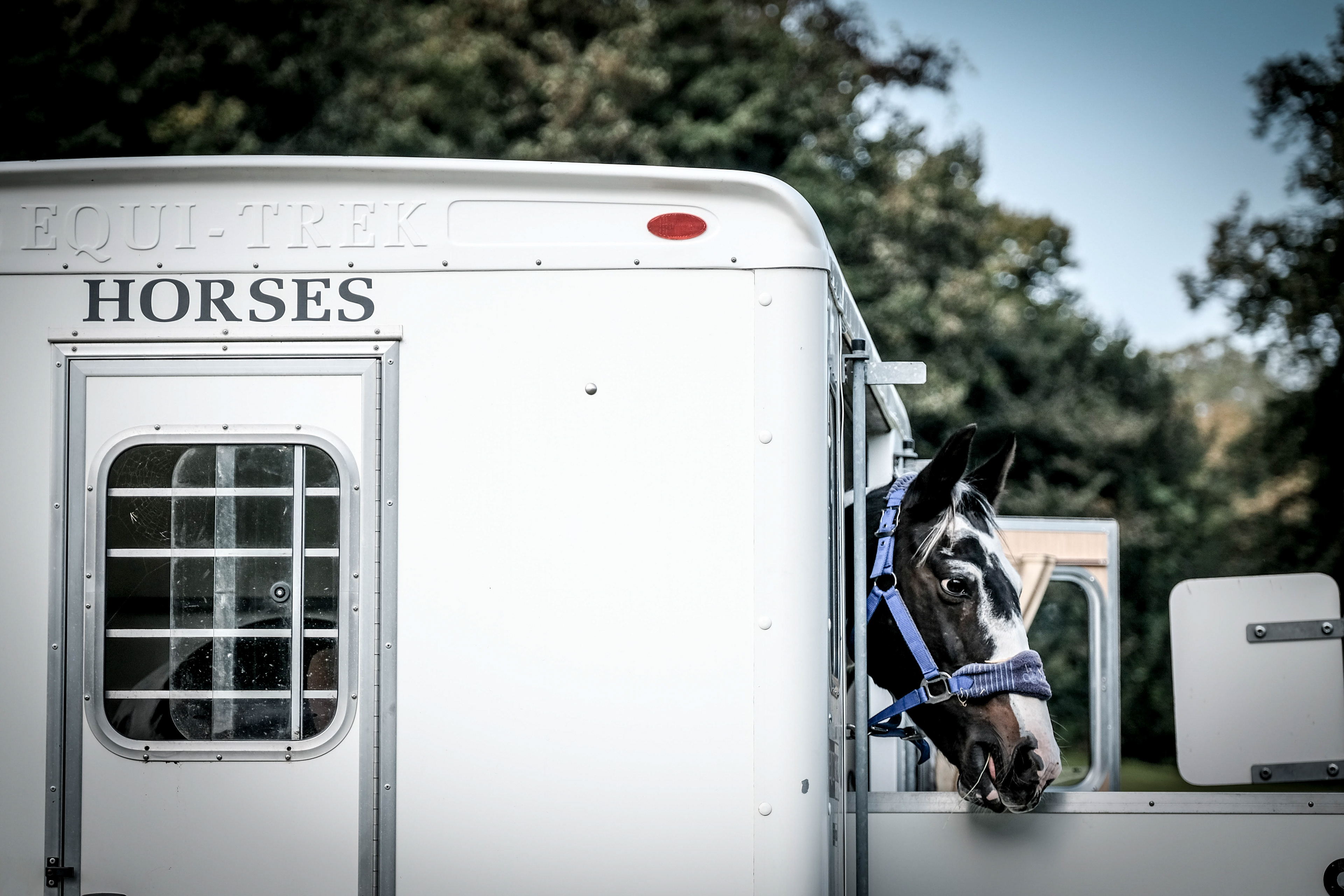 The Horse Show