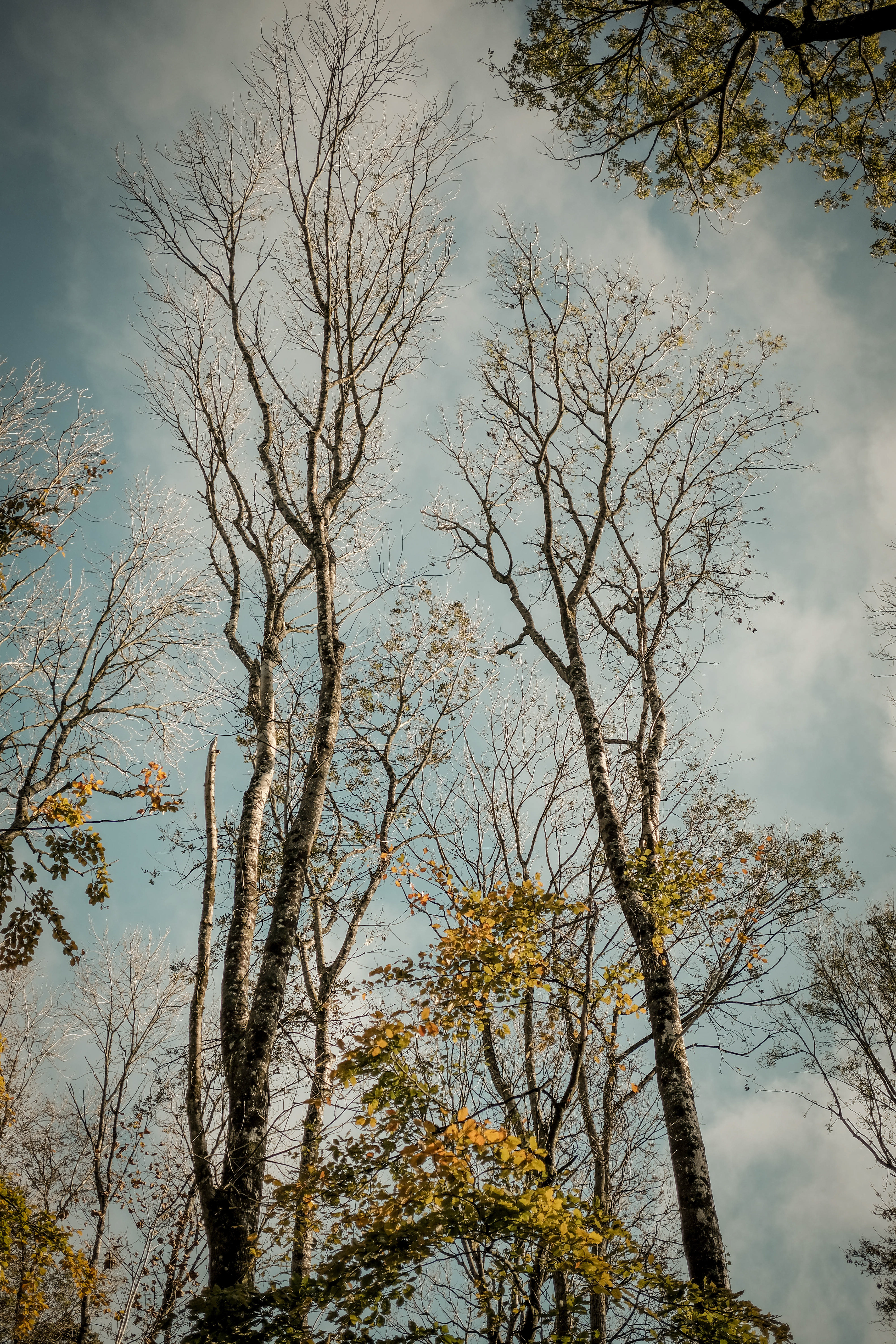 Great Ridge Forest