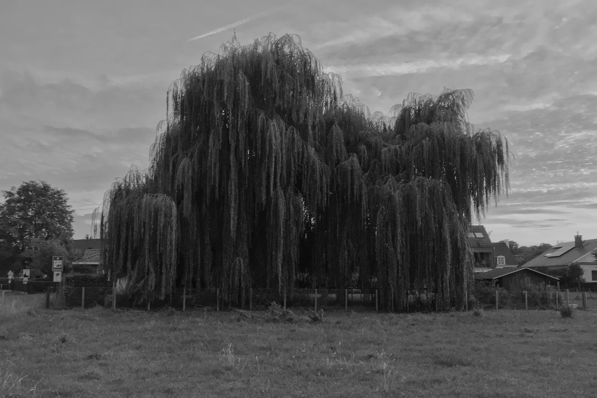 Weeping willow (Salix babylonica / الصفصاف البابلي أو الصفصاف المستحي أو أم الشعور) in Maastricht, 2019