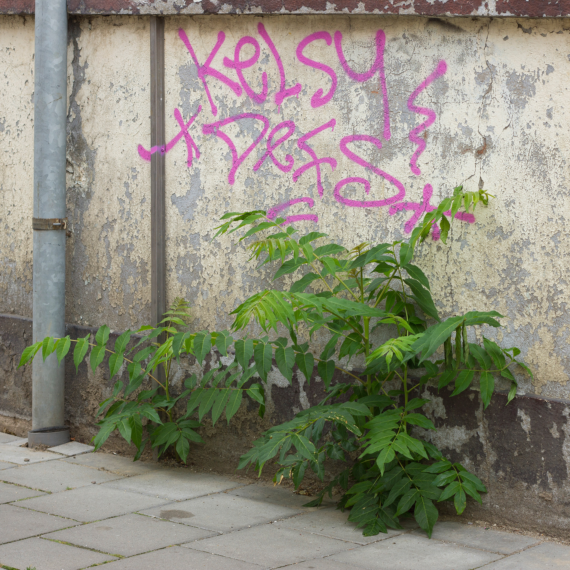 Tree of heaven (Ailanthus altissima), Arnhem, 2020