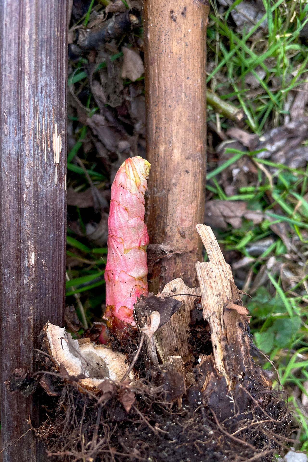 Japanese knotweed (Fallopia japonica) rhizome, dry stems and shoots, Amsterdam, 2024