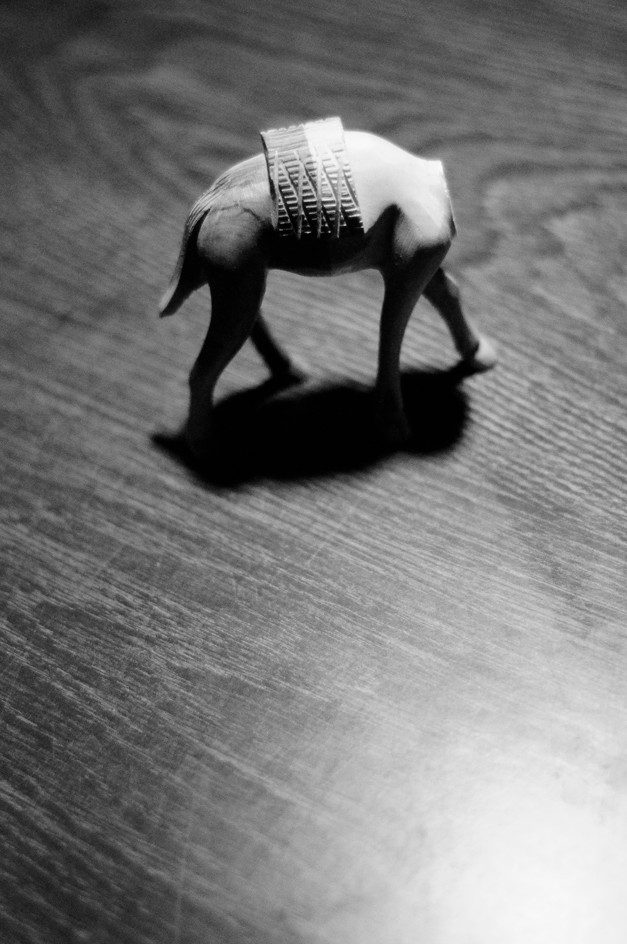 Omar's camel, Jerusalem, 2010