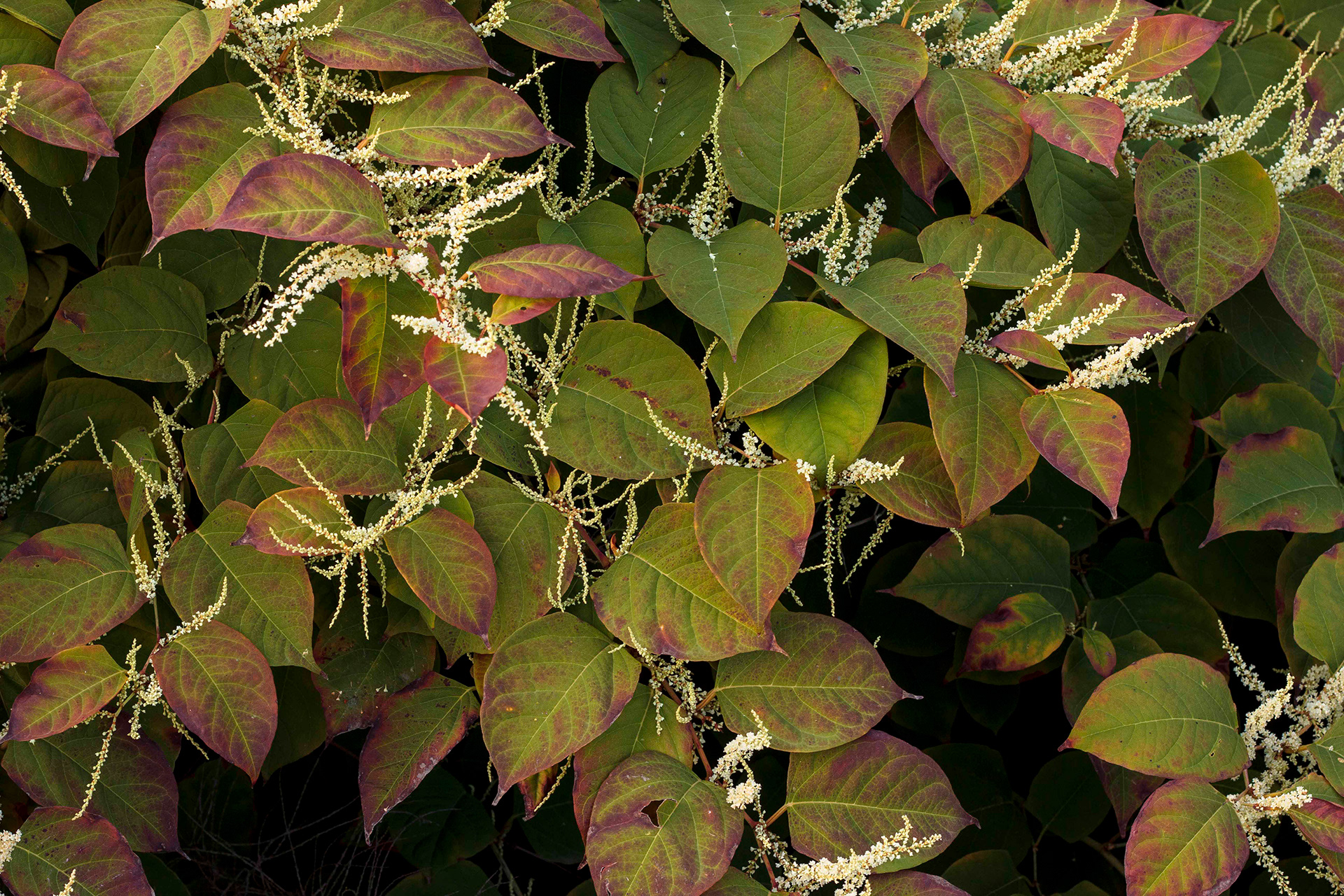 Japanese knotweed in blossom, Ghent, September 2022