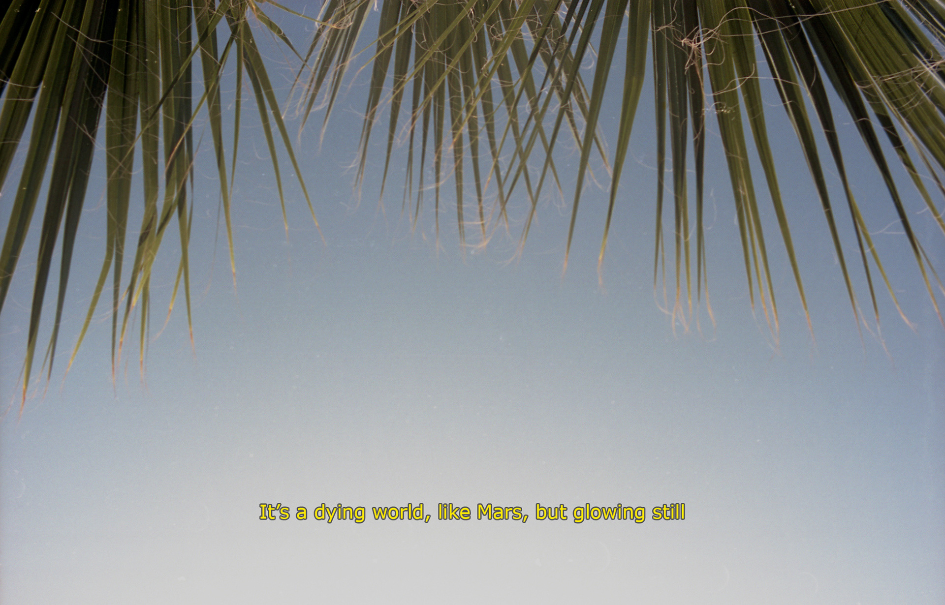 Palm trees in Bodrum, 2013 (sentence from Nature Near London, R. J. 1883)