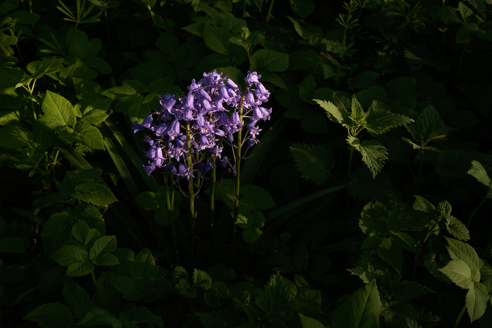 Bluebells in Gelderland, 2026