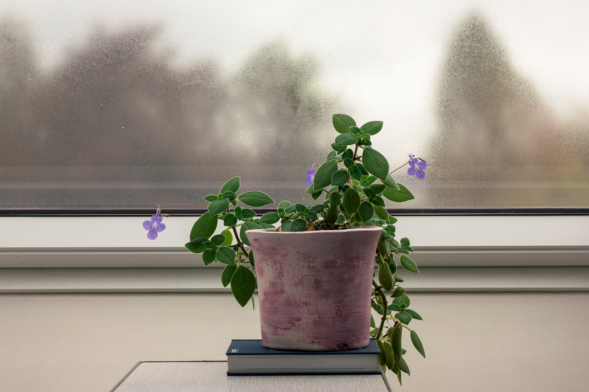 False African violet (Streptocarpus saxorum) in autumn blossom, Ghent, 2022