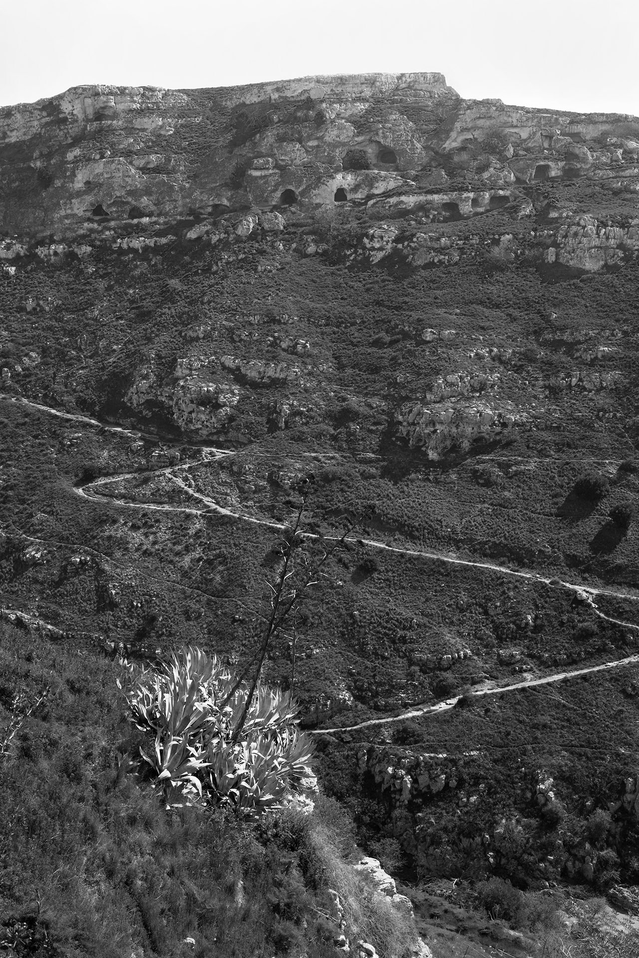 Agave americana in Matera, 2026