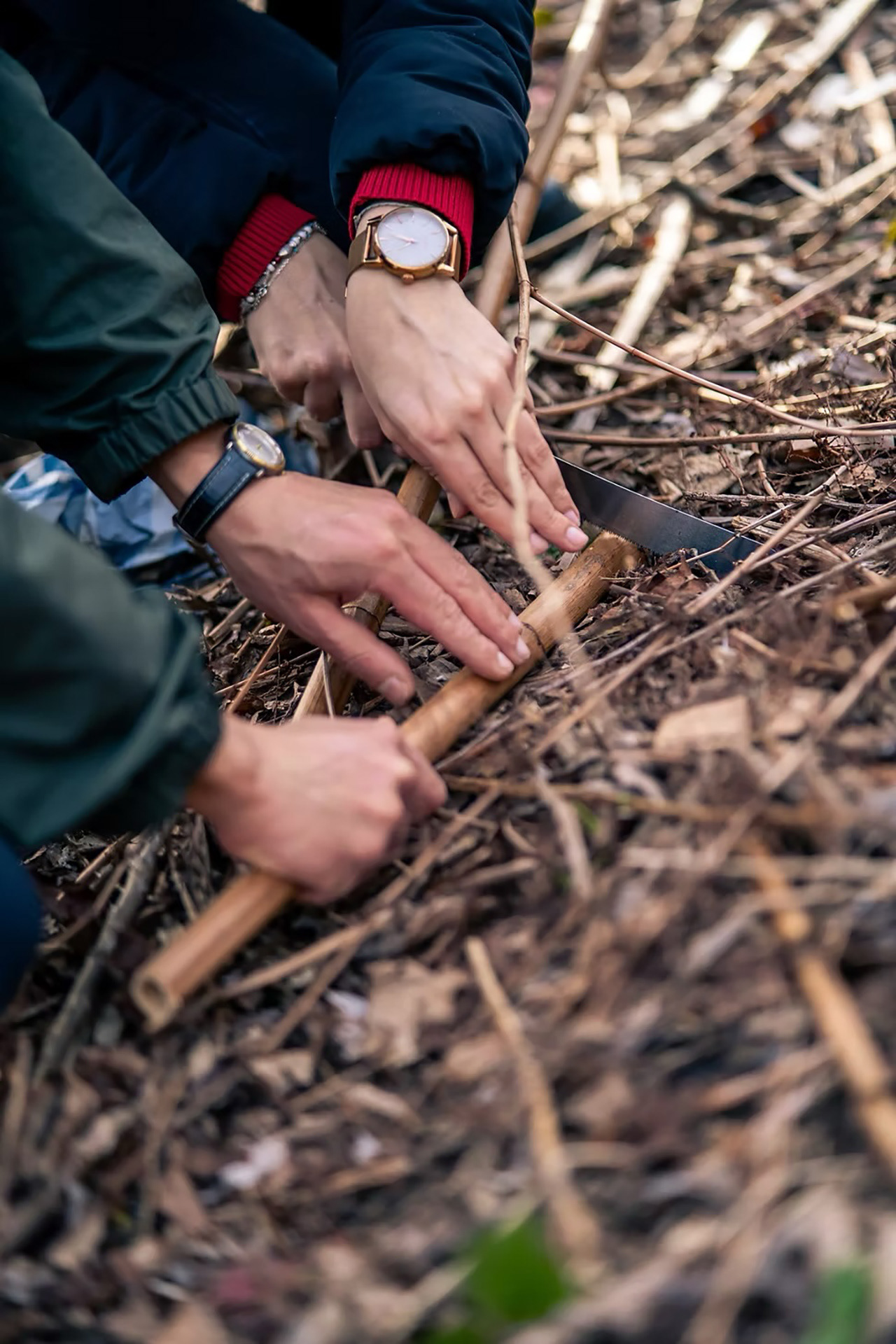 Harvesting Japanese knotweed dry stems at Westerpark in Amsterdam, 2024