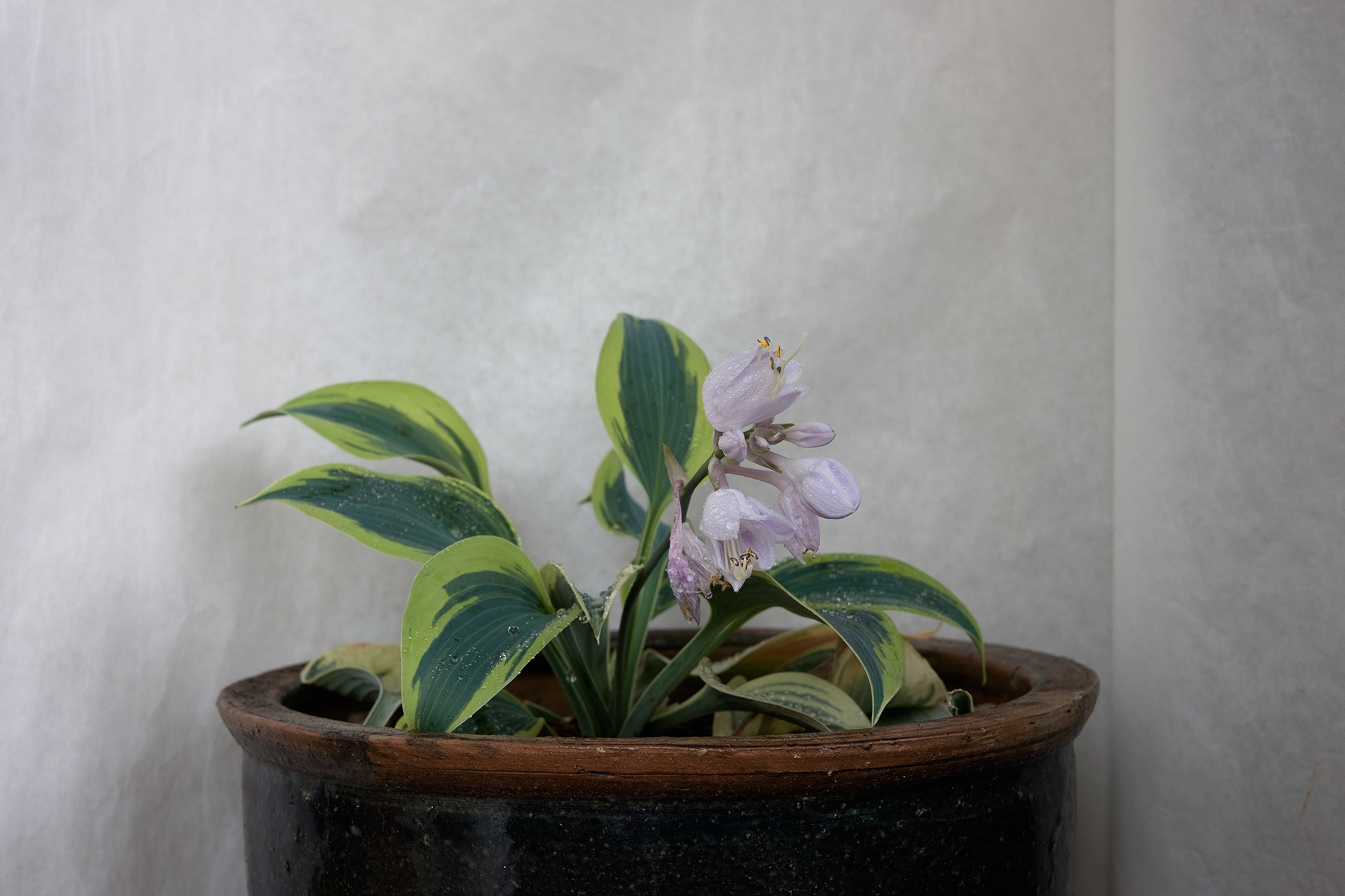 Dedauwd hosta in een pot, Rotterdam, 2026