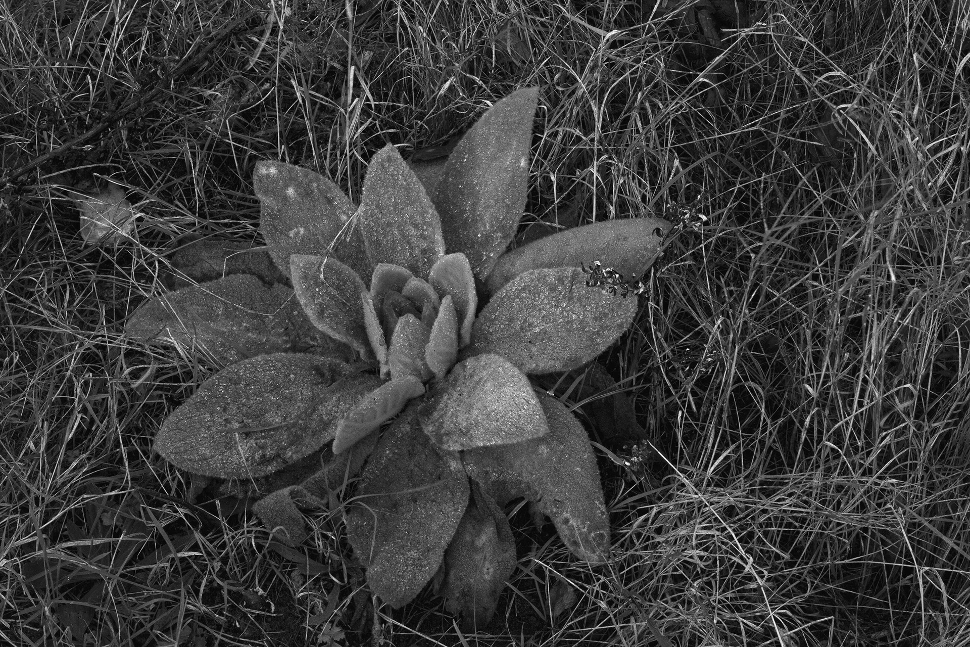 The great mullein, or greater mullein (Verbascum thapsus), Essenburgpark, Rotterdam, 2021