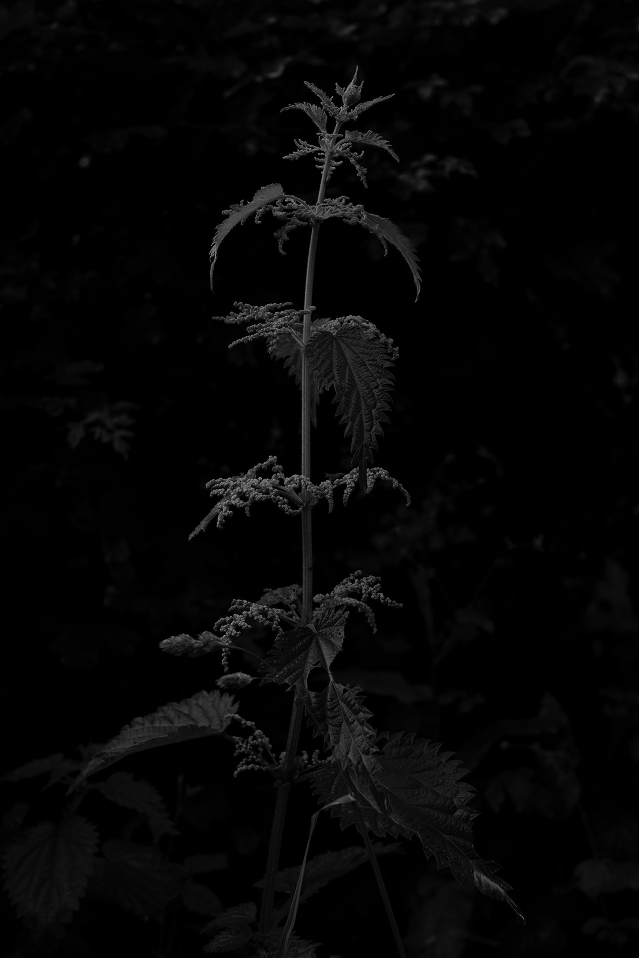 Nettle in Dinant, 2024