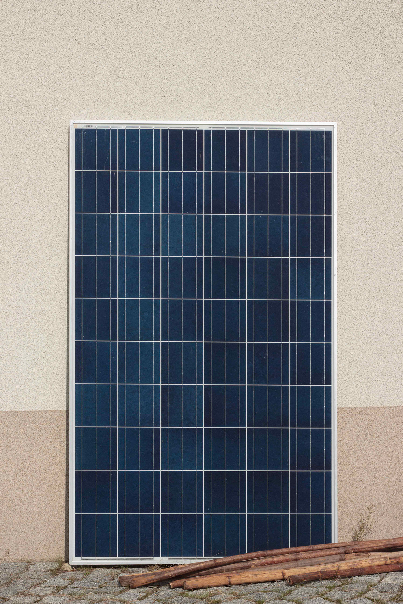 Japanese knotweed sticks, Krzyżowa, 2024