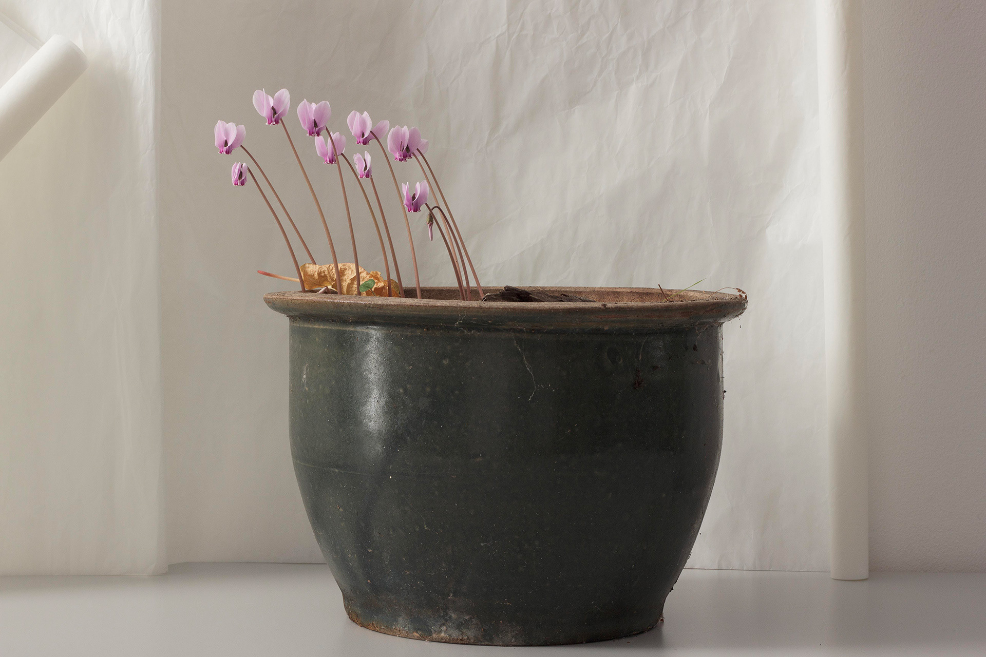 Cyclamen in een pot, Rotterdam, 2023
