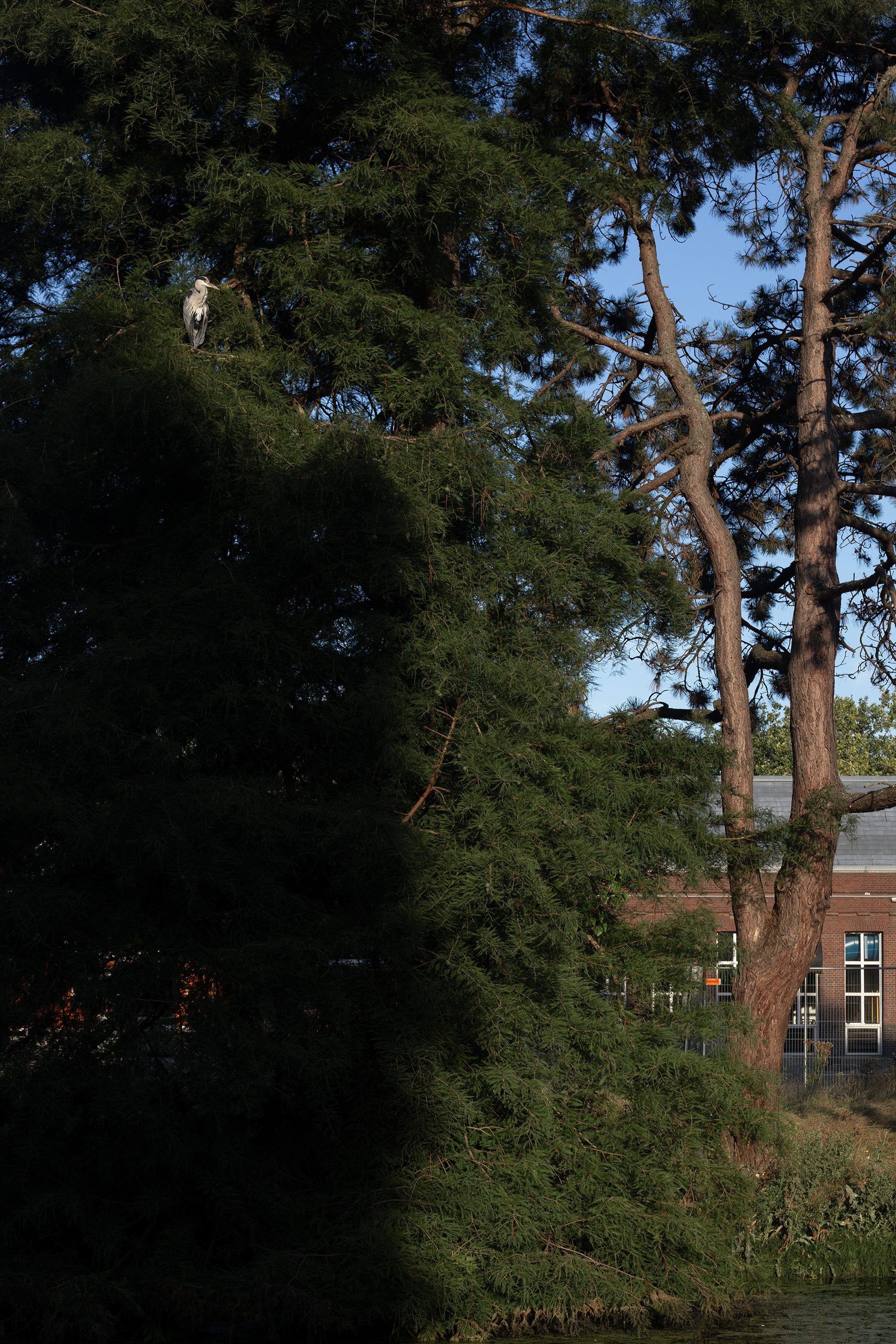 Heron enjoying early morning sunshine on a conifer tree in Rotterdam during Mercury retrograde, 2026