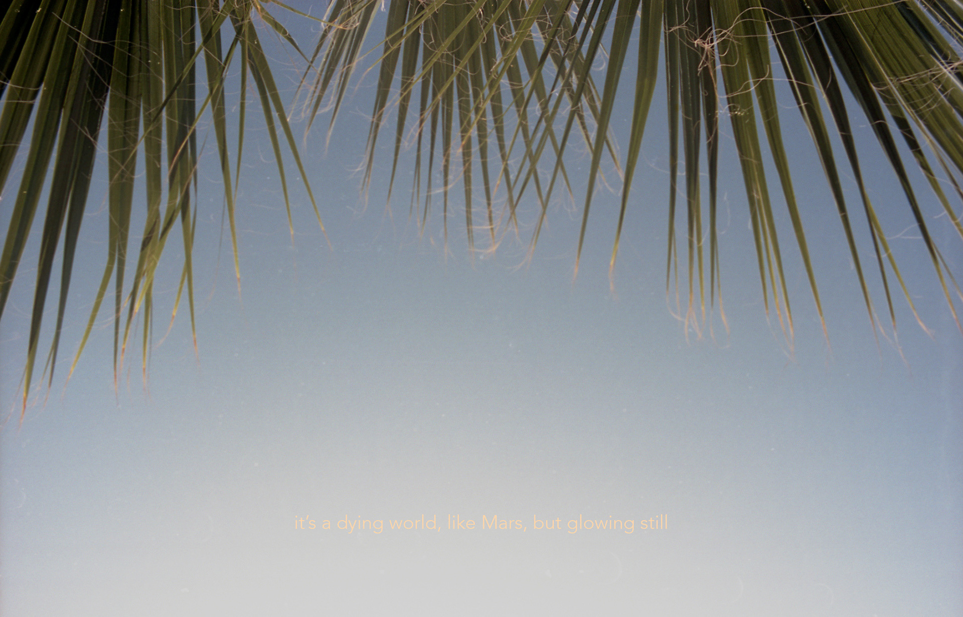 Palm trees in Bodrum, 2013 (sentence from Nature Near London, R. J. 1883)