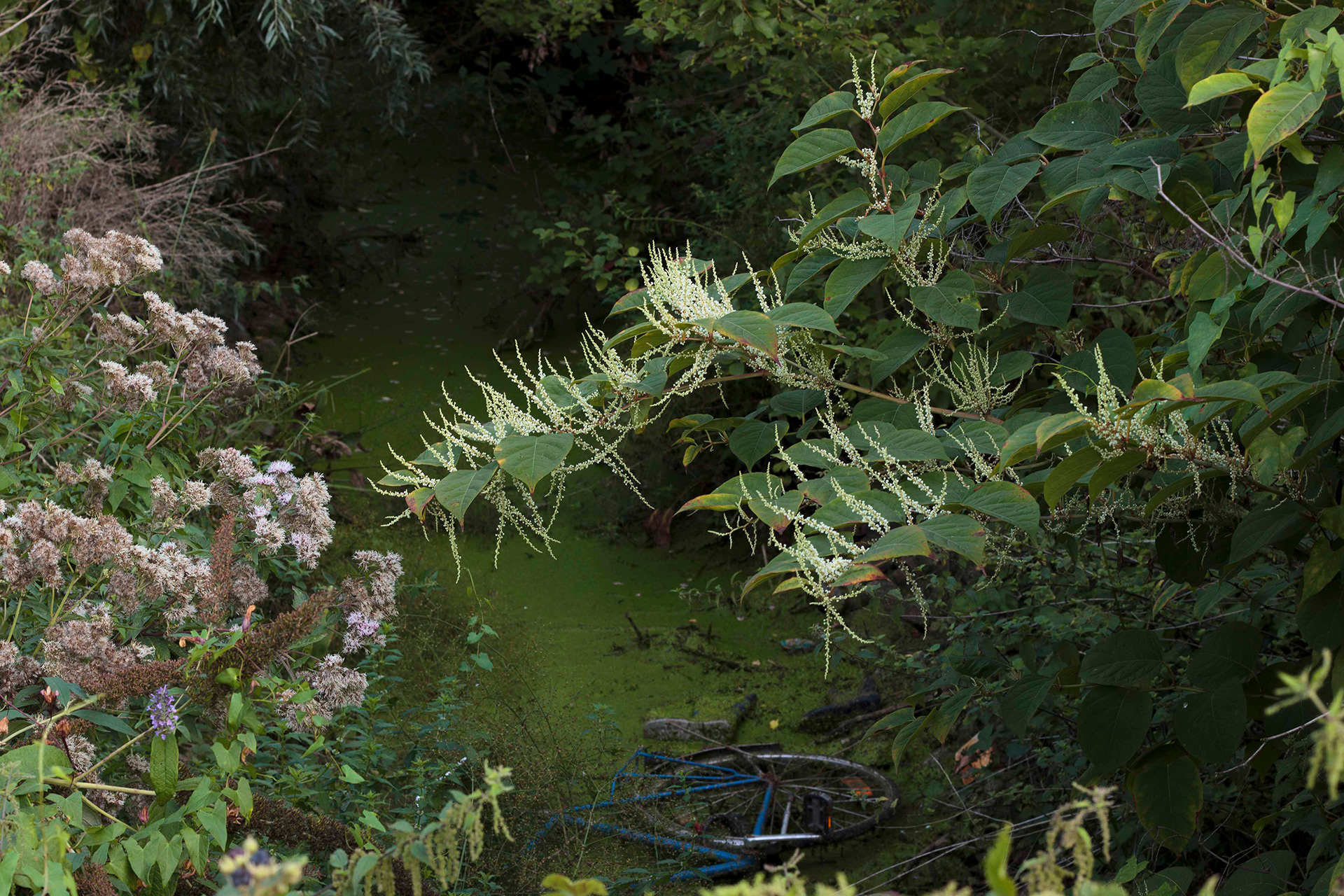 Japanese knotweed in blossom (right), Ghent, August 2022