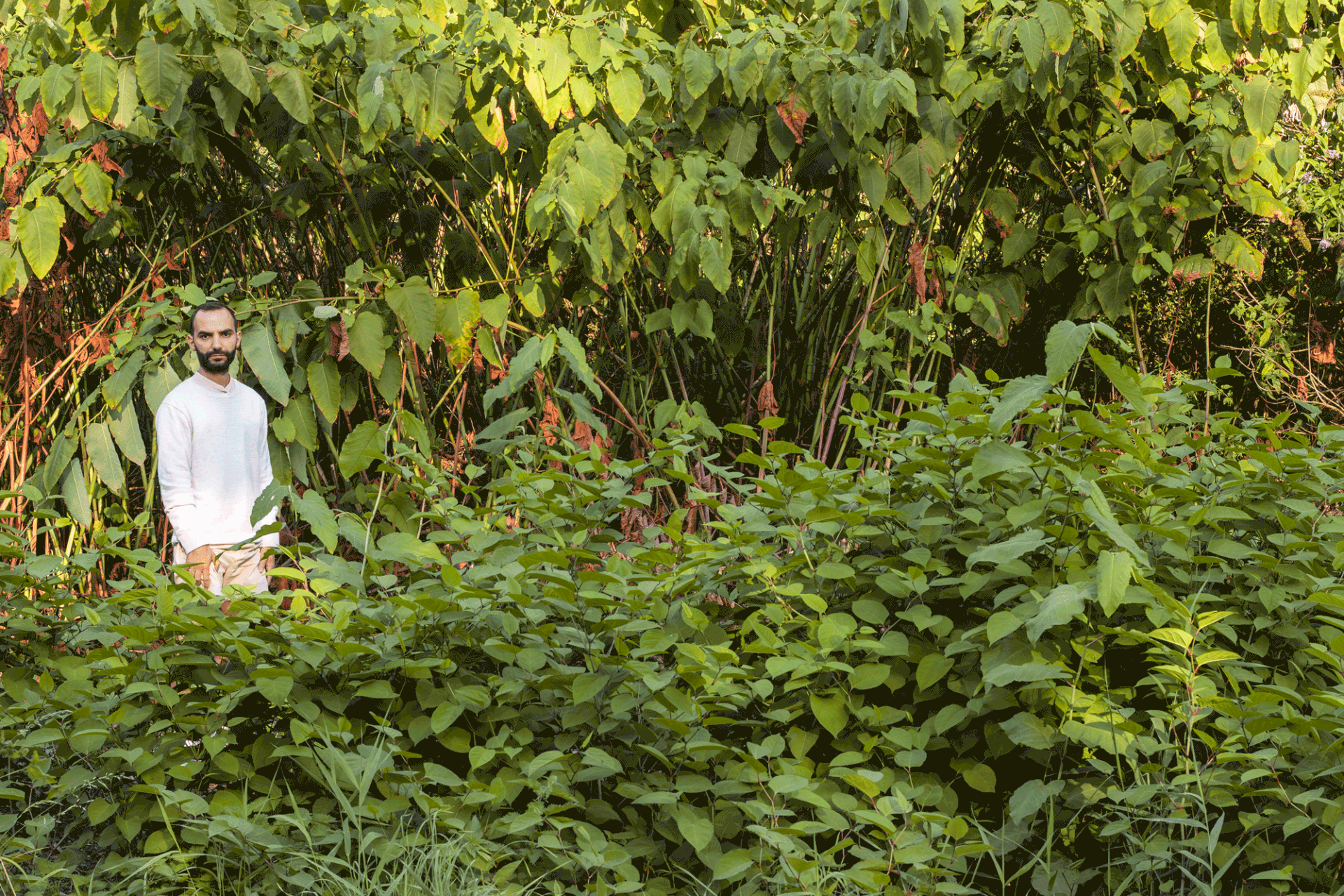 Self portrait(s) between Sakhalin and Japanese knotweeds in Ghent, 2022