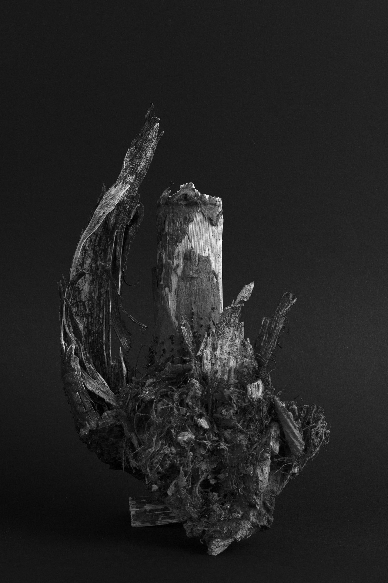 Japanese knotweed rhizome, Krzyżowa, 2024