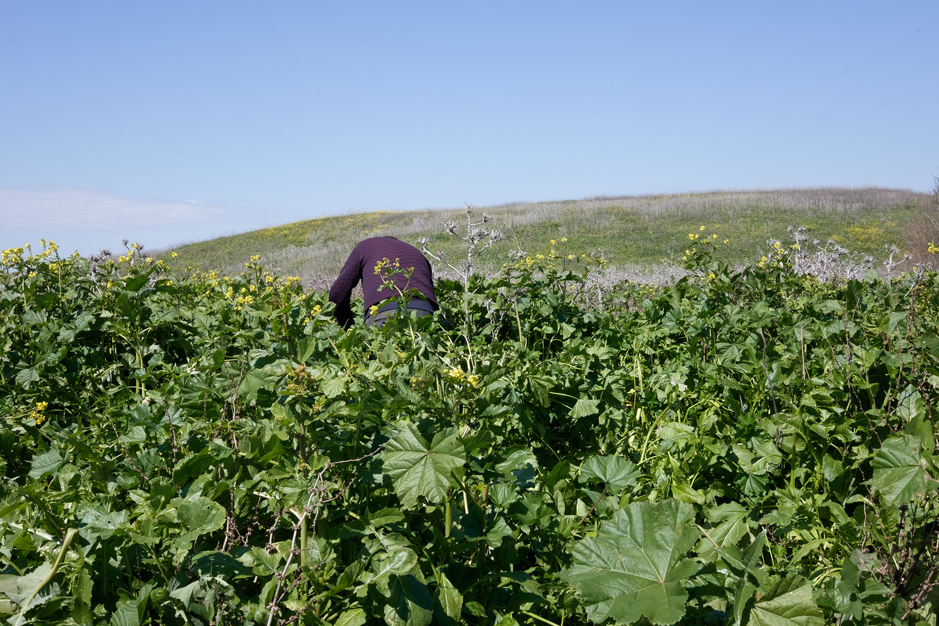 Father foraging in Palestine [II], 2025