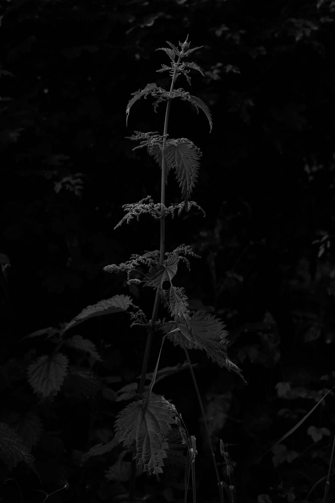 Nettle in Dinant, 2024