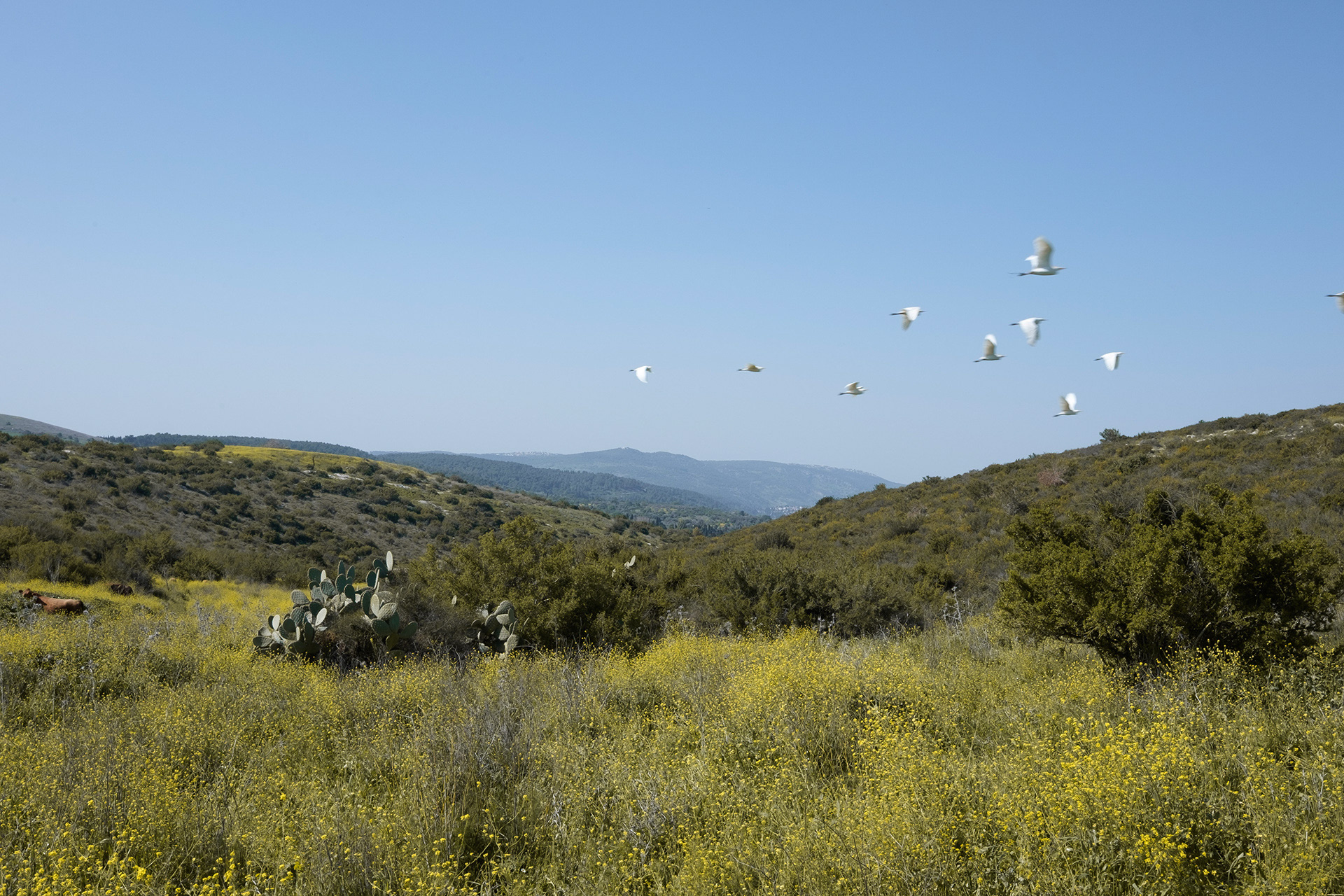 Unbiblical landscape in Palestine, 2025