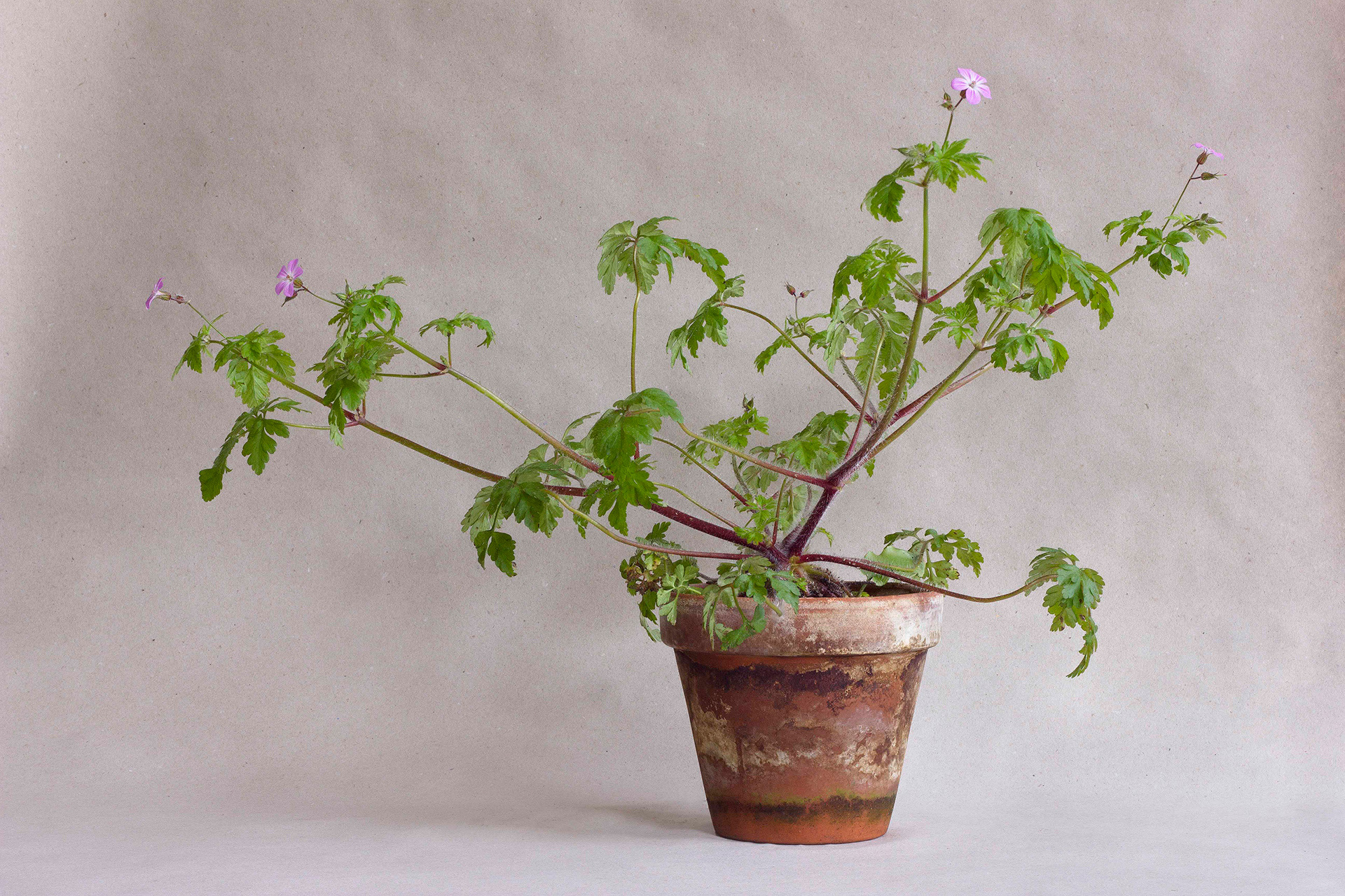Geranium robertianum aka Herb robert, Rotterdam, 2022