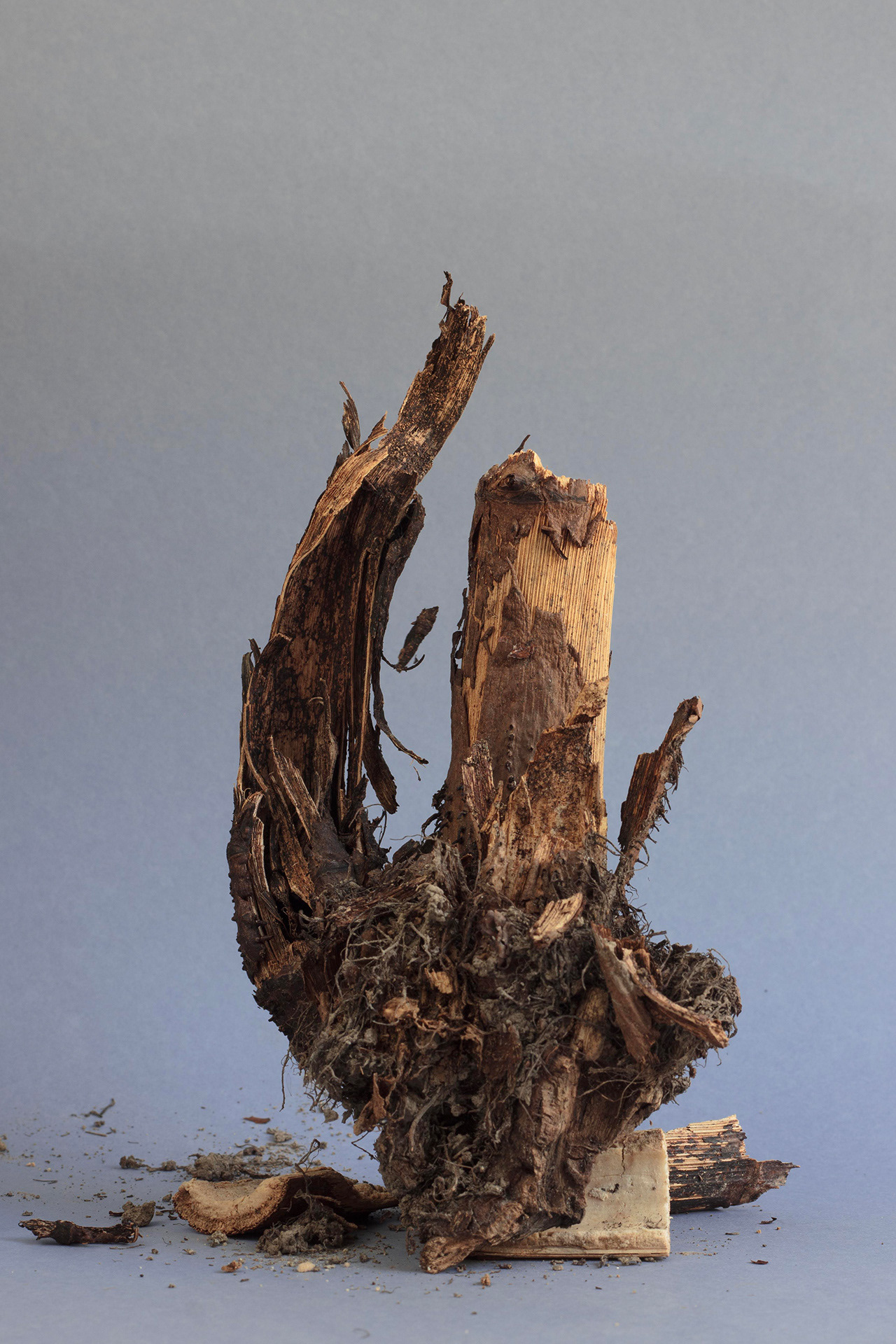 Japanese knotweed rhizome, Krzyżowa, 2024