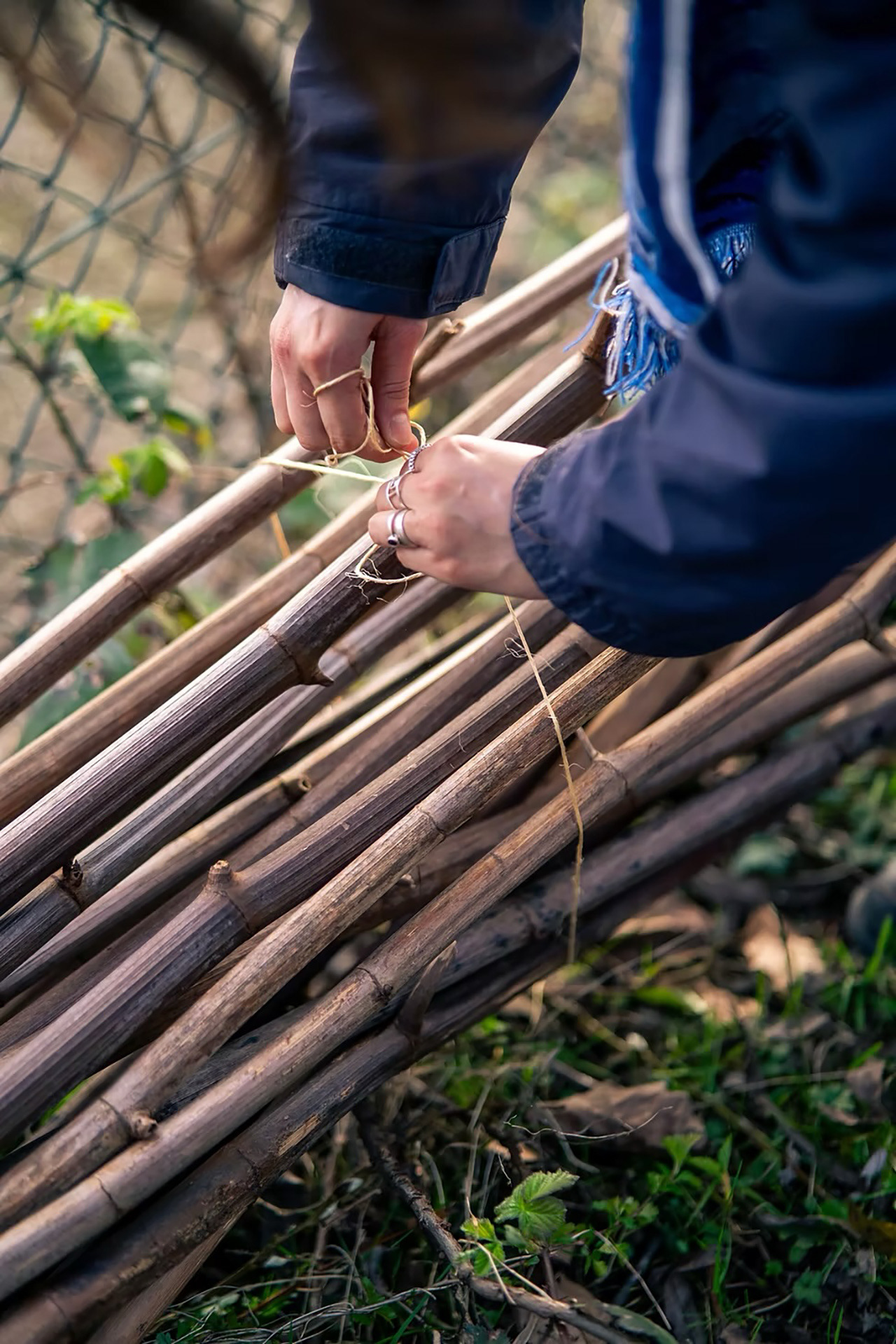 Harvesting Japanese knotweed dry stems at Westerpark in Amsterdam, 2024