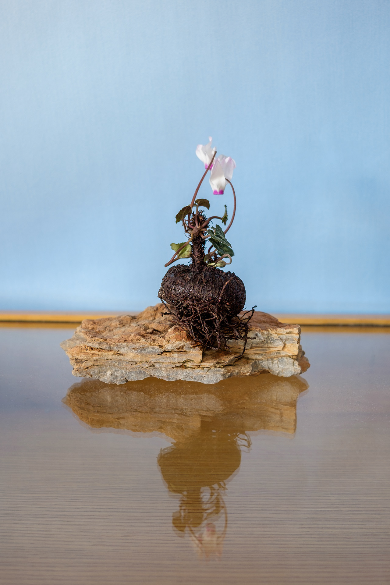 Cyclamen: Virgin on the Rocks, Palestine, 2025