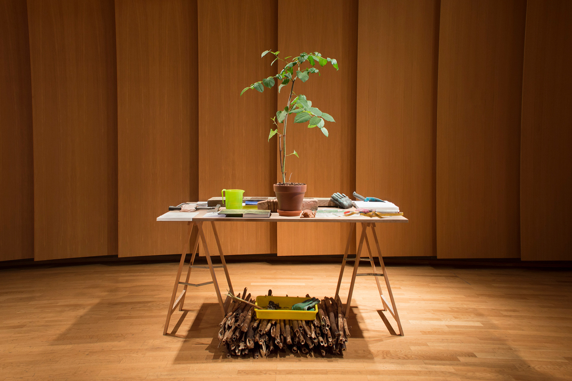 Installation view: research material, 3-months-old JK plant, JK dry sticks, and working tools. KKA Vienna, 2019