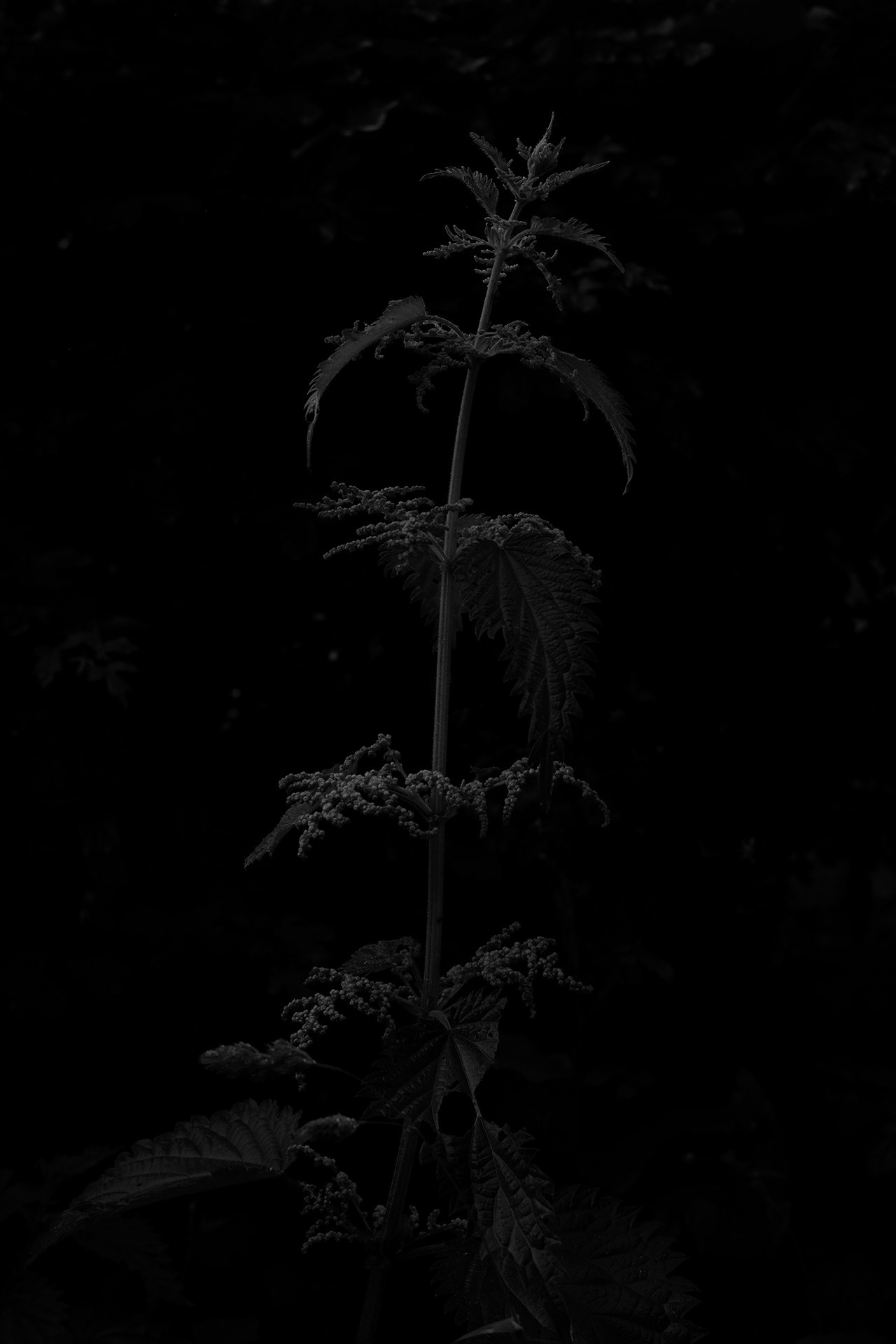 Nettle in Dinant, 2024