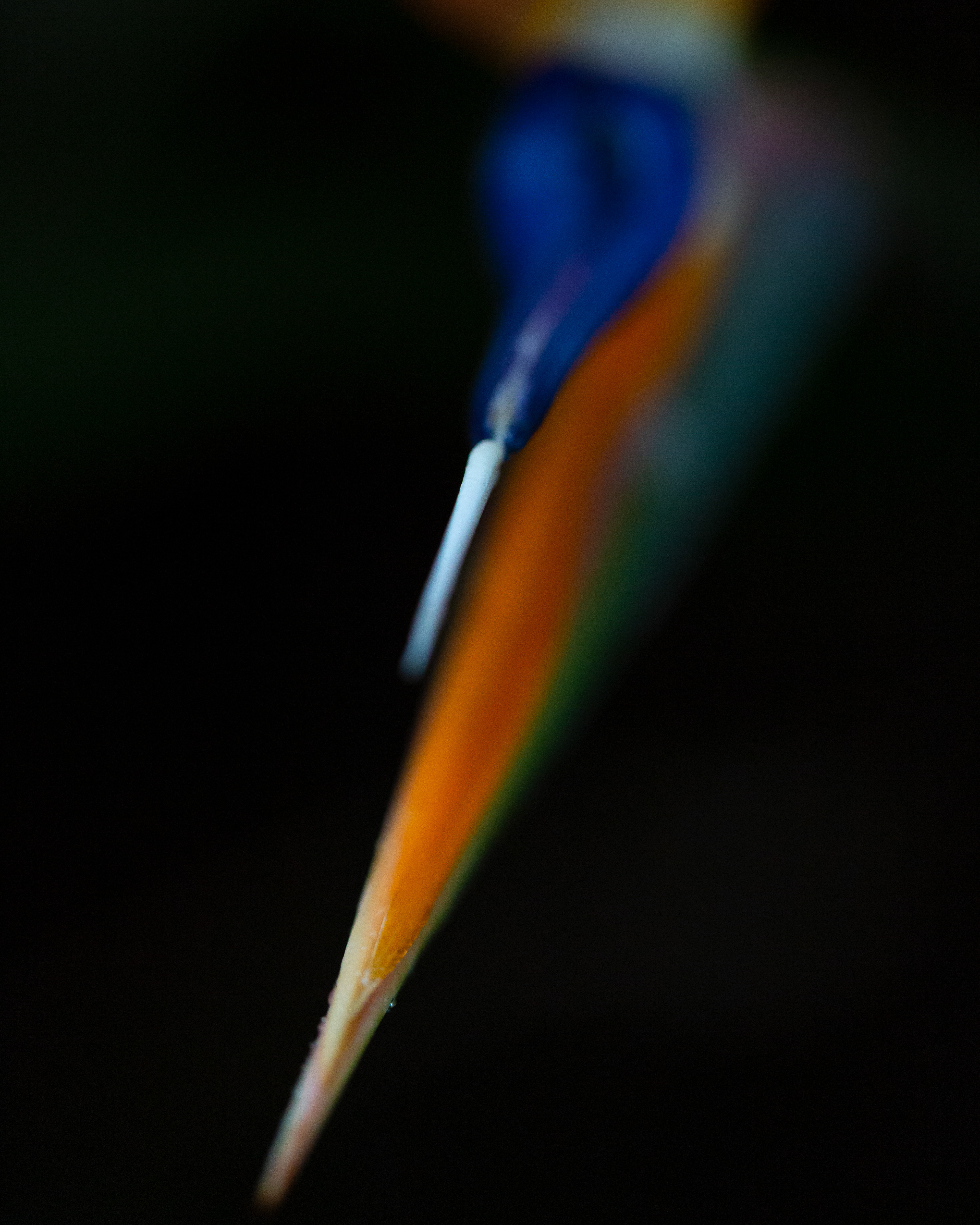 Strelitzia I