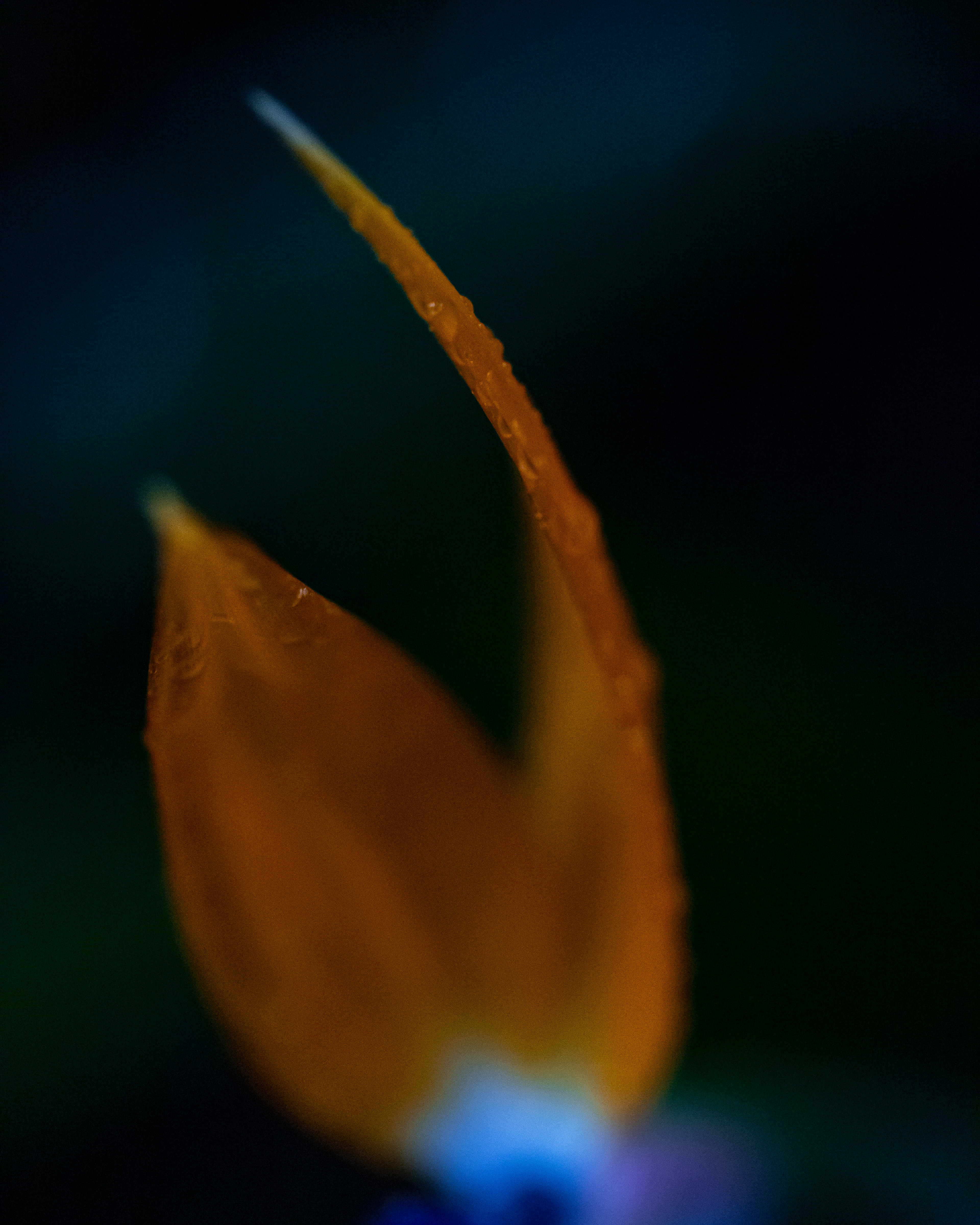 Strelitzia III