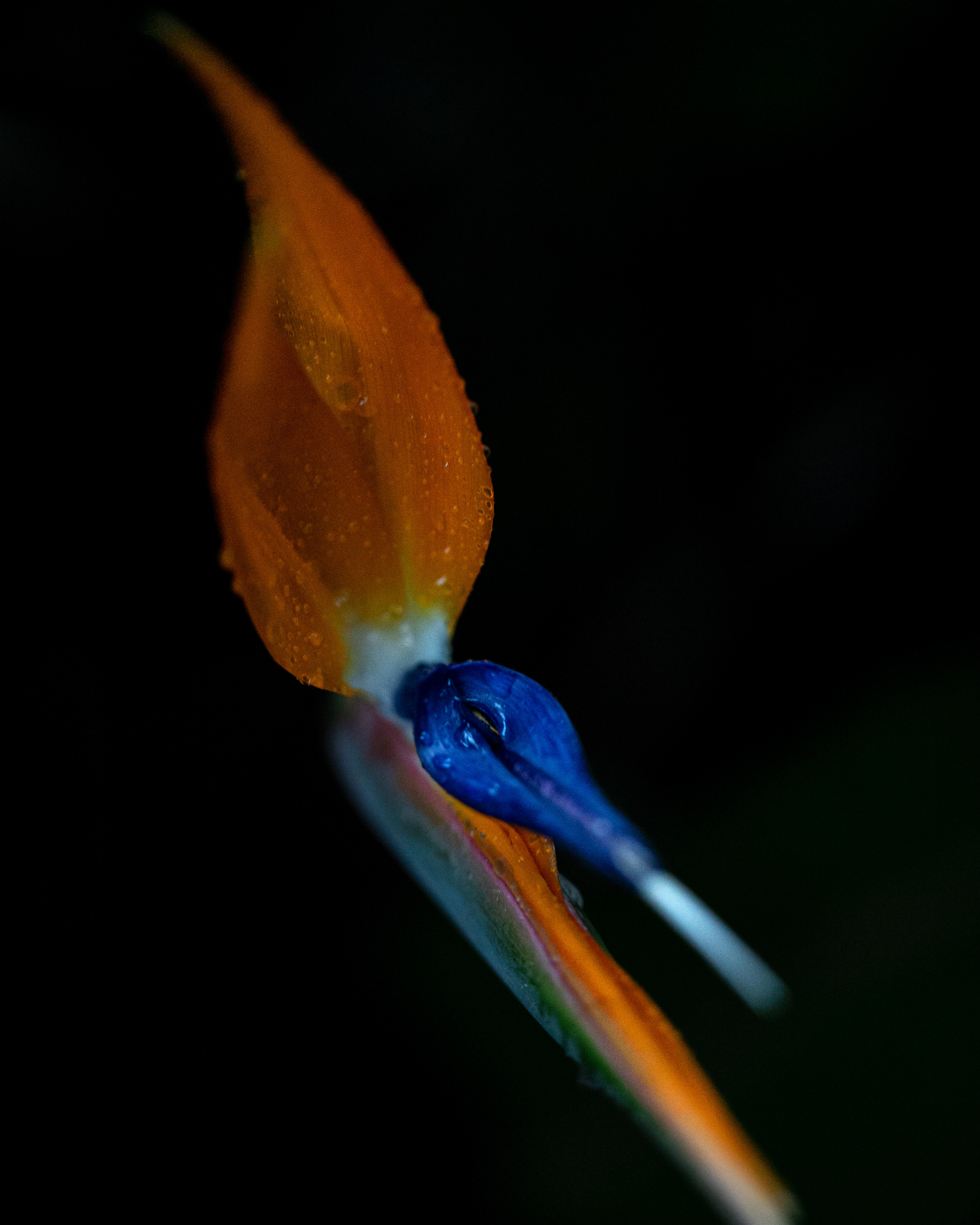 Strelitzia II