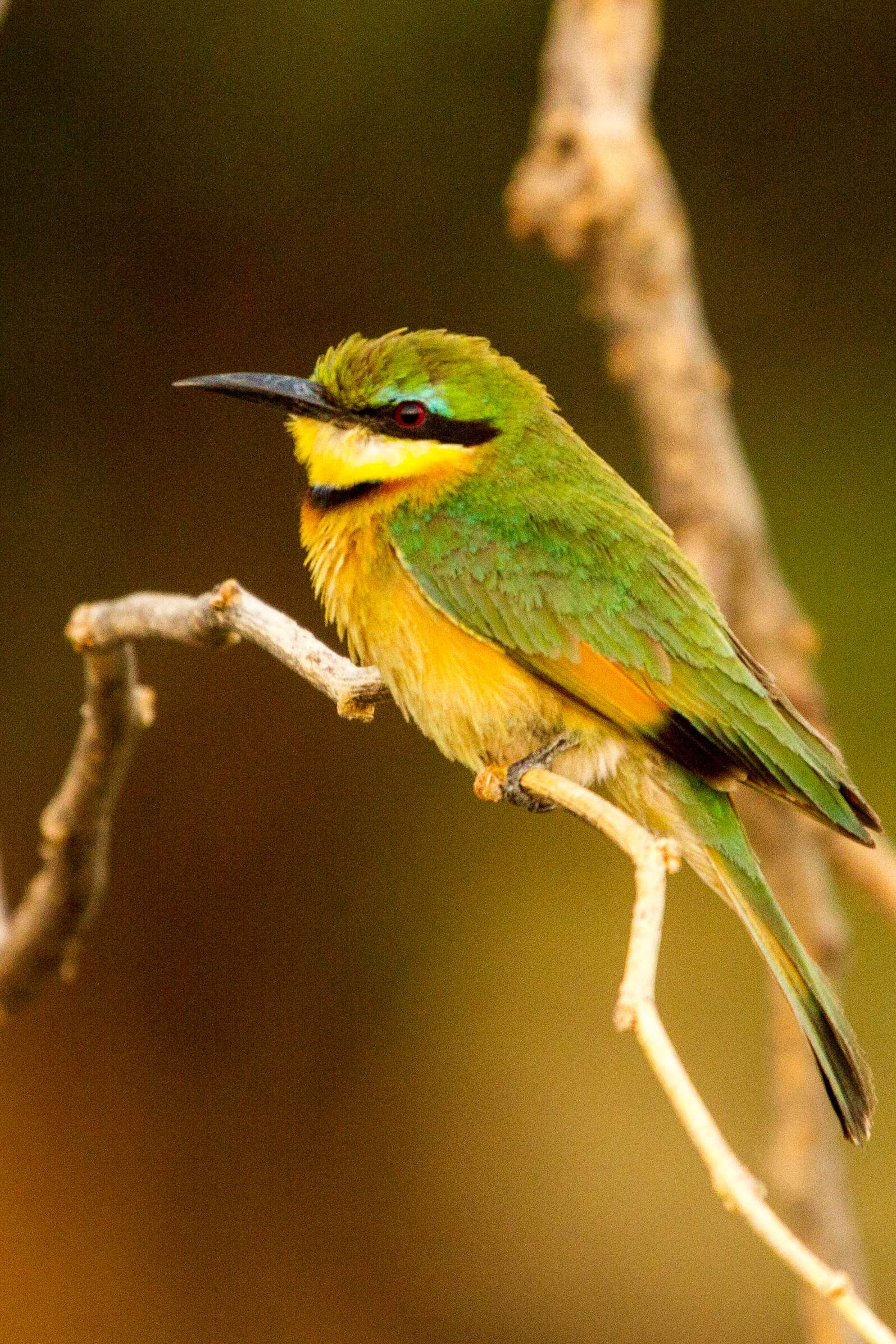 Little bee-eater