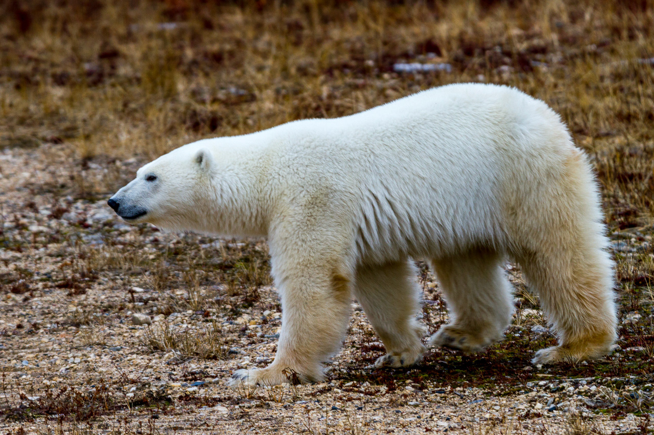 Polar Bear - Manitoba, Canada