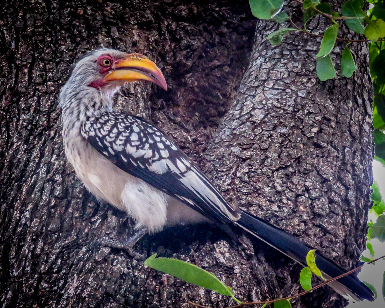 Yellow-billed Hornbill - Tanzania