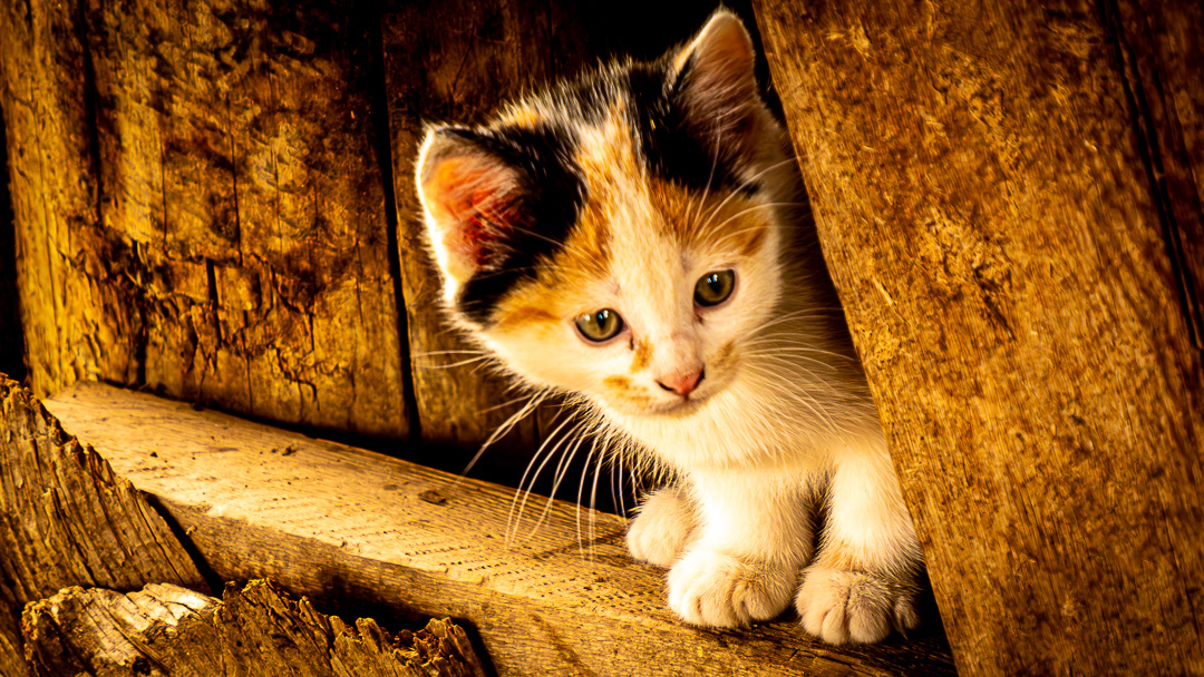 Kitten