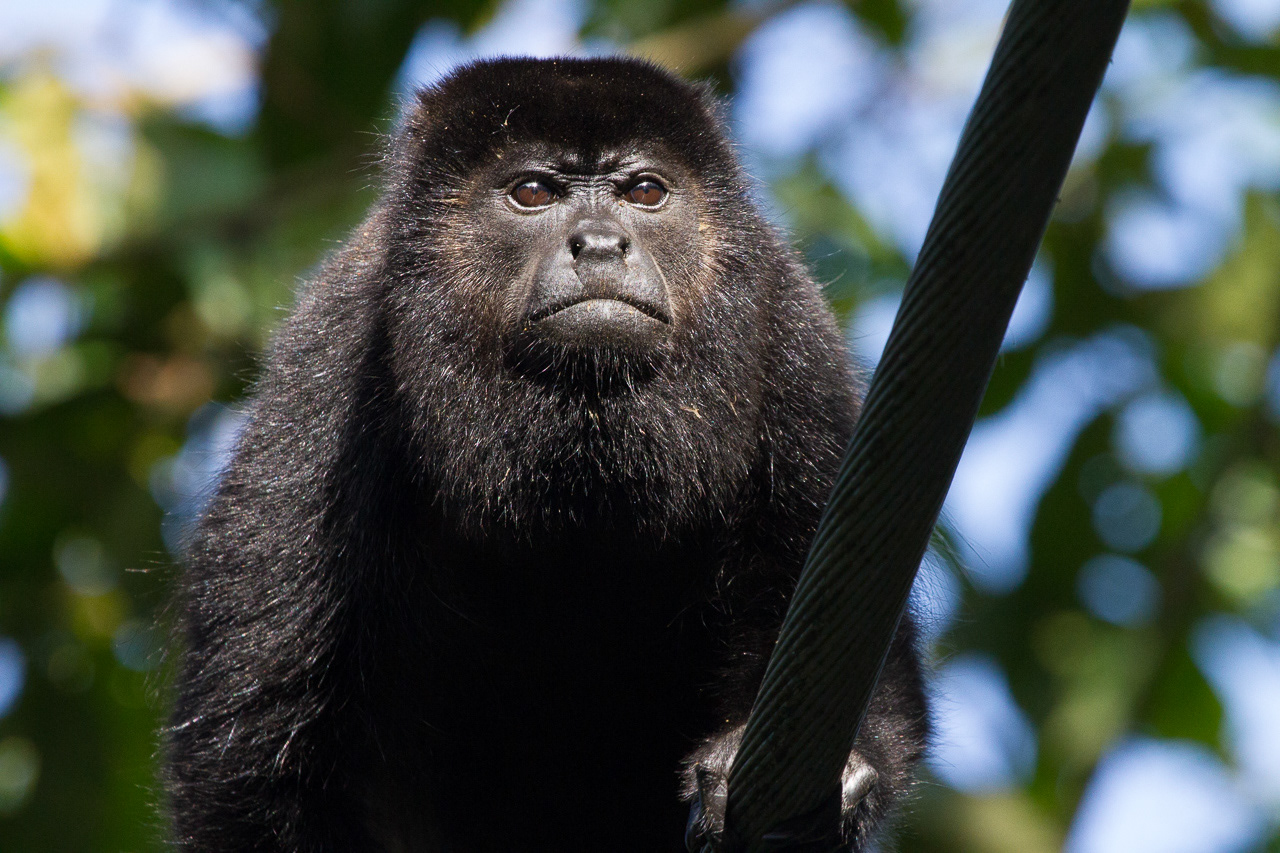 Black Howler Monkey - Costa Rica