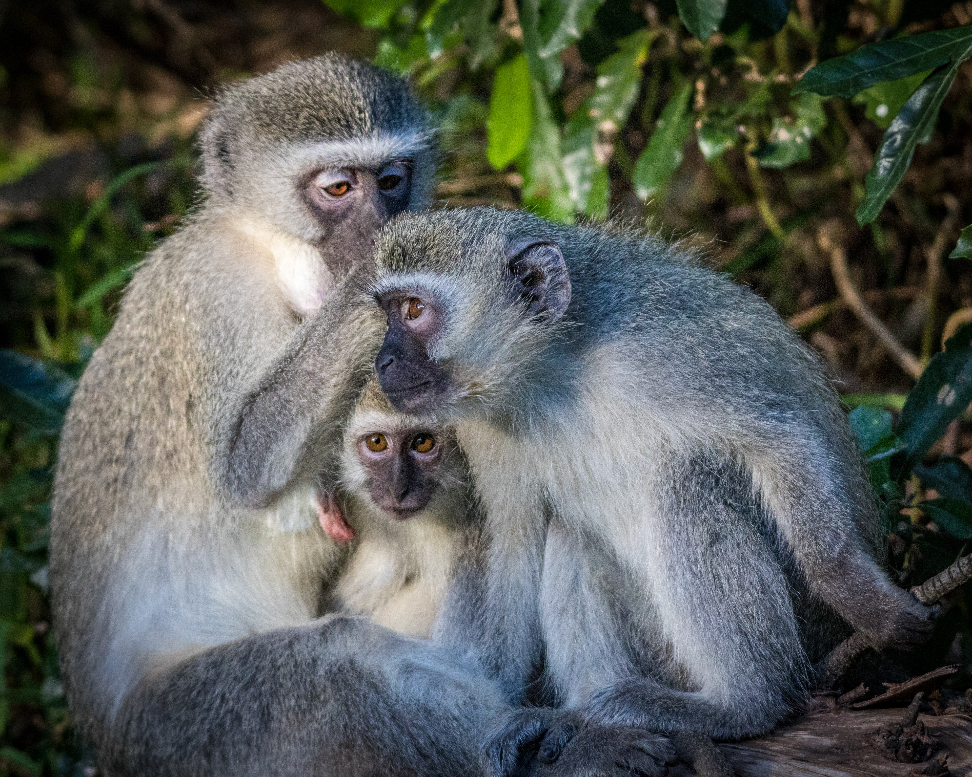 Vervet monkeys - South Africa