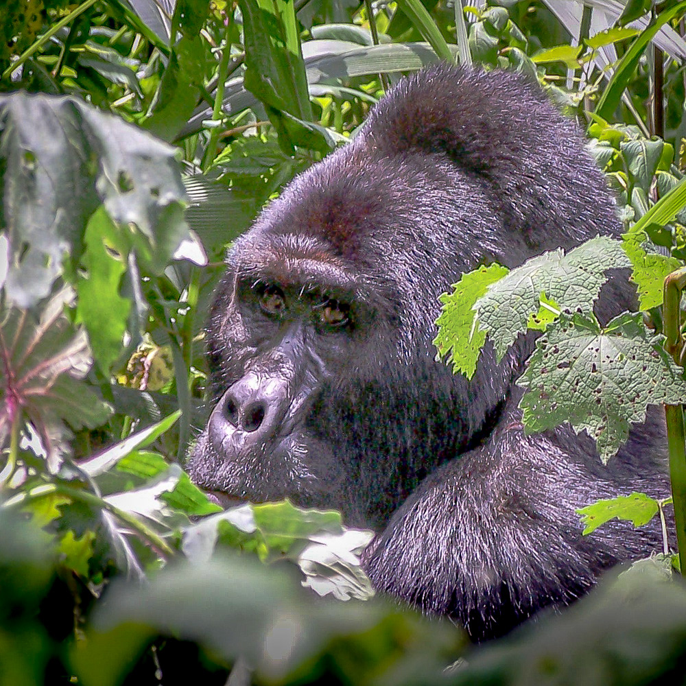 Mountain Gorilla - Uganda
