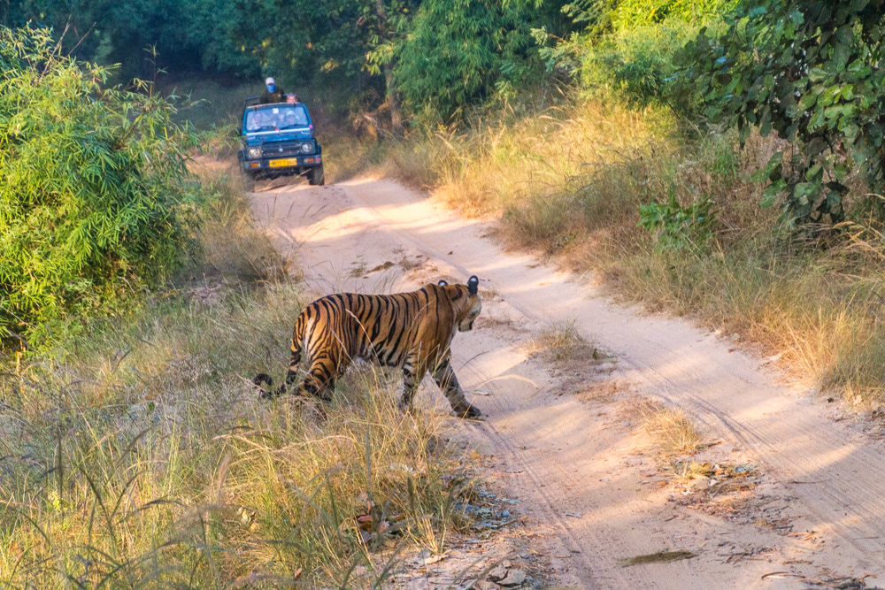 Bengal tiger - India