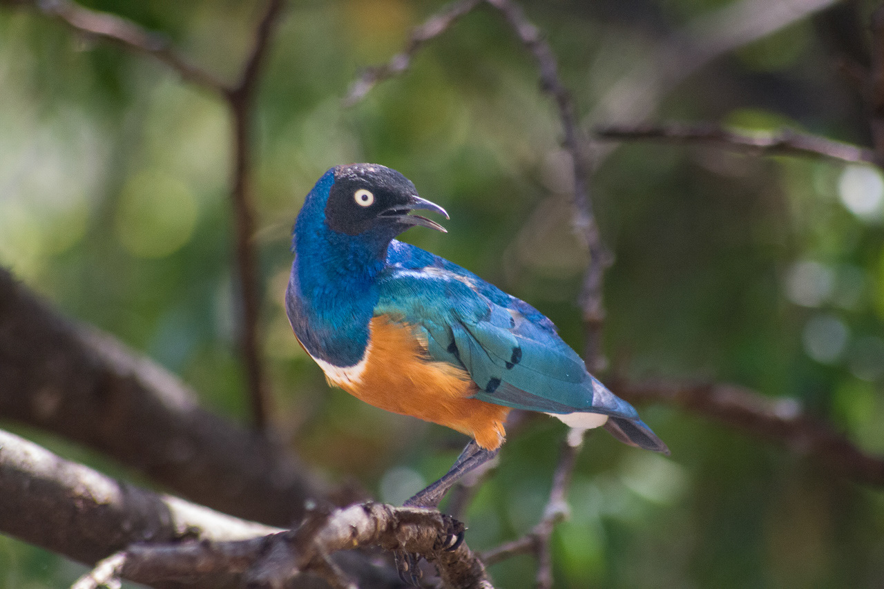 Superb Starling - South Africa
