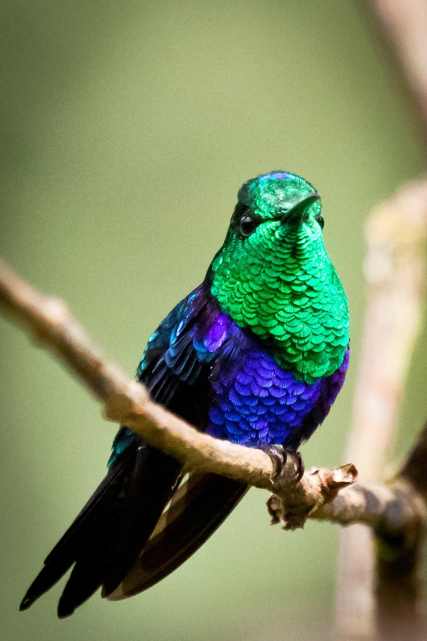 Emerald Hummingbird