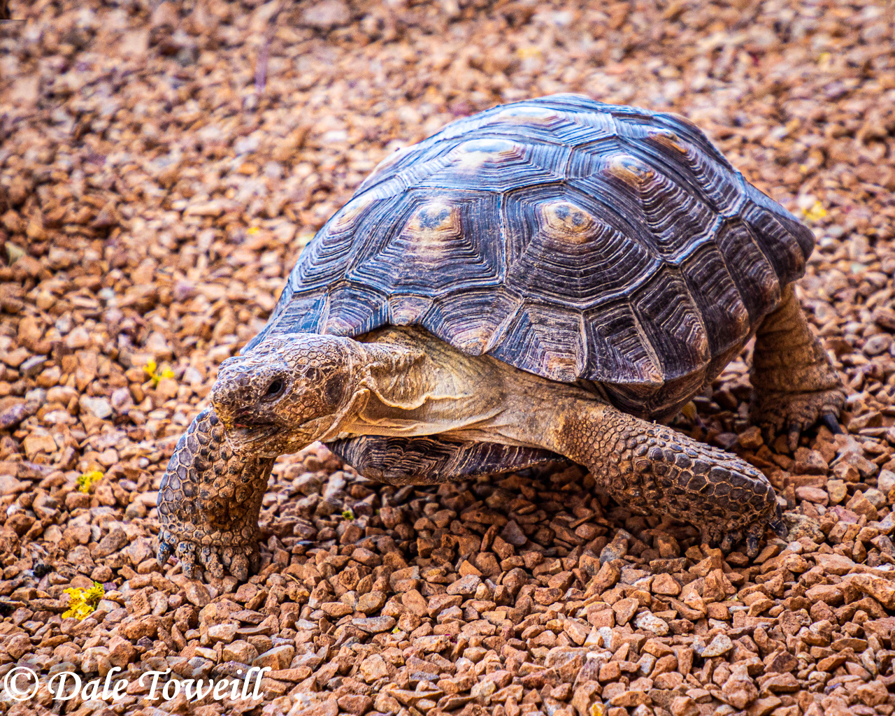 Desert Tortoise - SE Arizona, USA