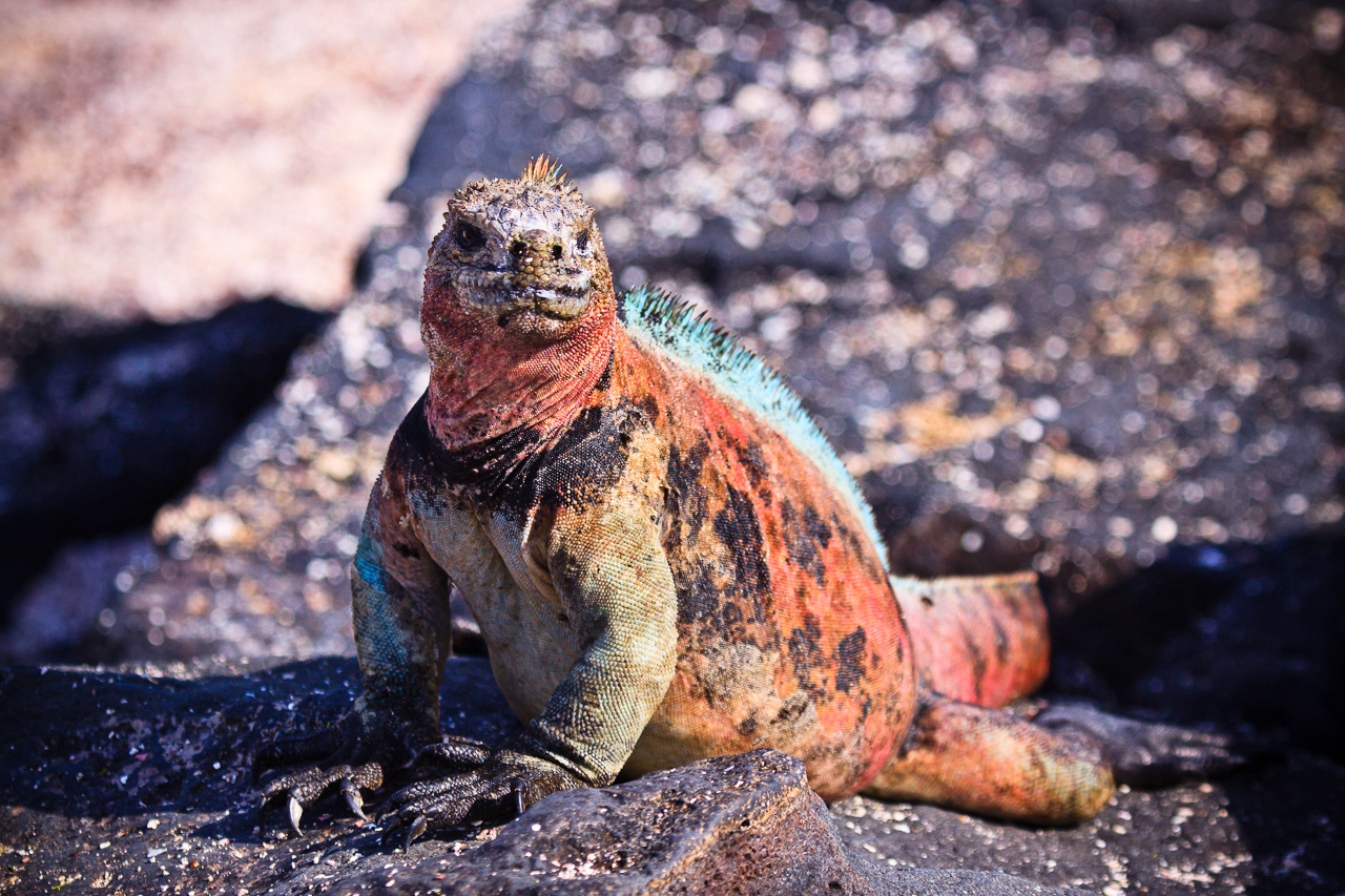 Marine iguana - Galapagos Islands, Ecuador