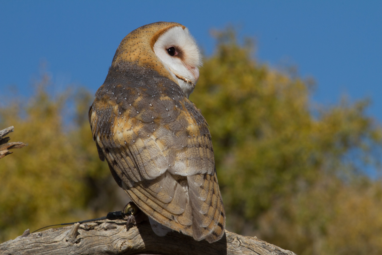 Barn Owl -Arizona, USA