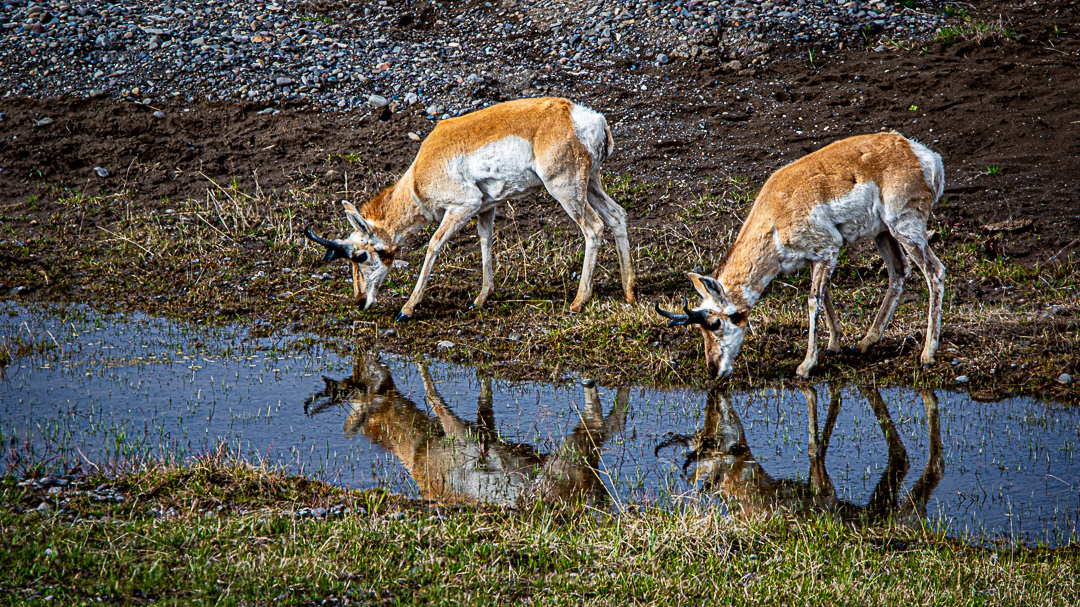 Pronghorn Antelope - Yellowstone NP