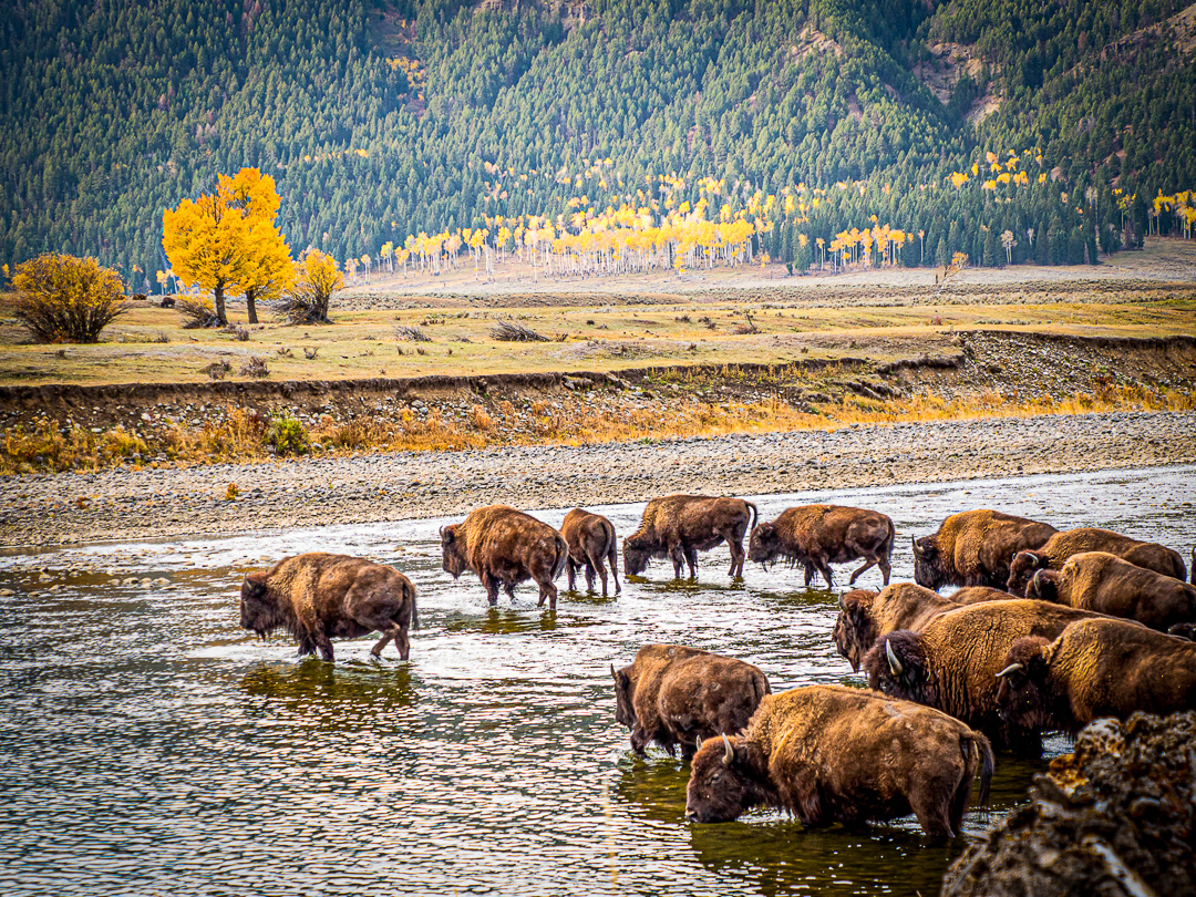 Bison in Yellowstone NP